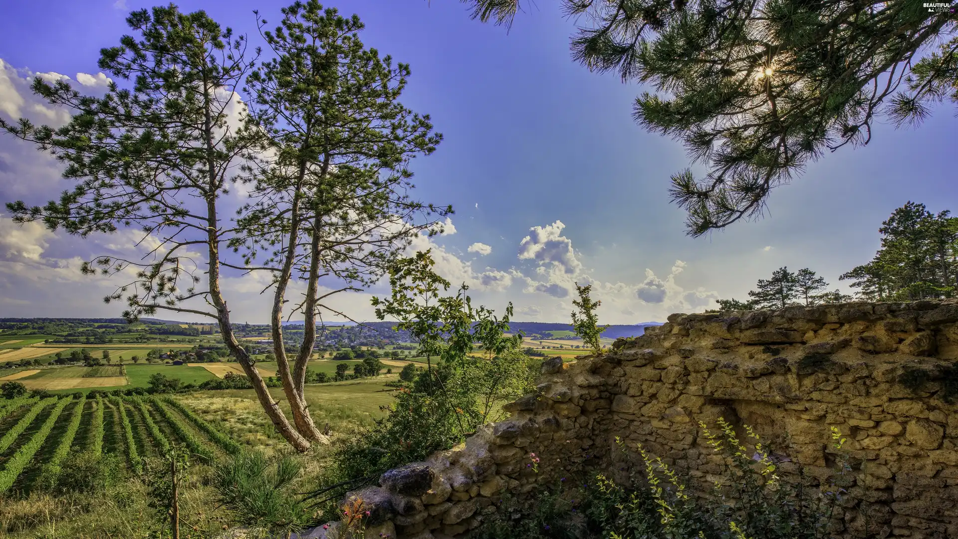 stone, trees, field, summer, ledge, viewes