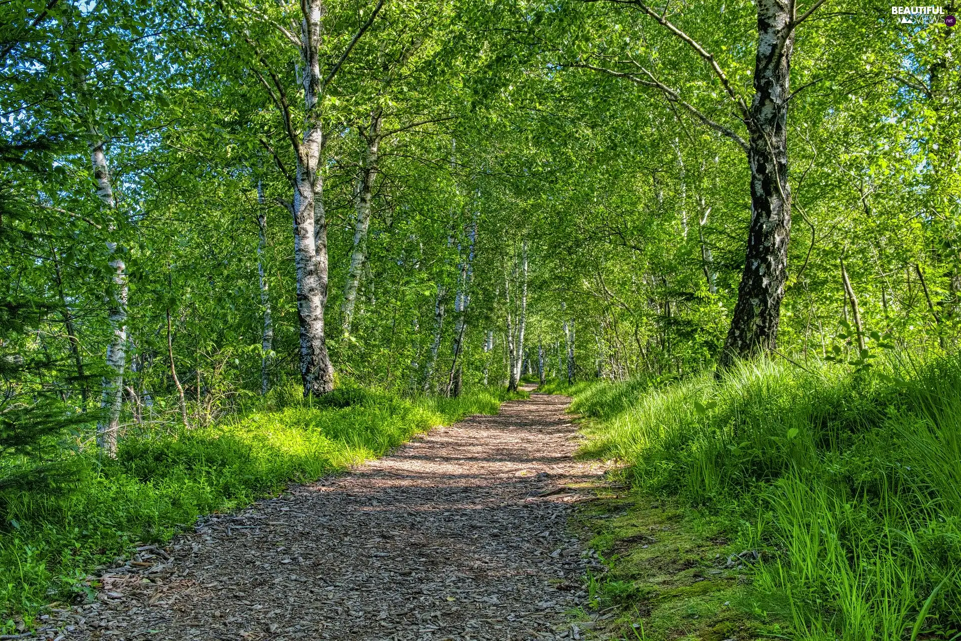 birch, trees, Path, summer, Way, viewes