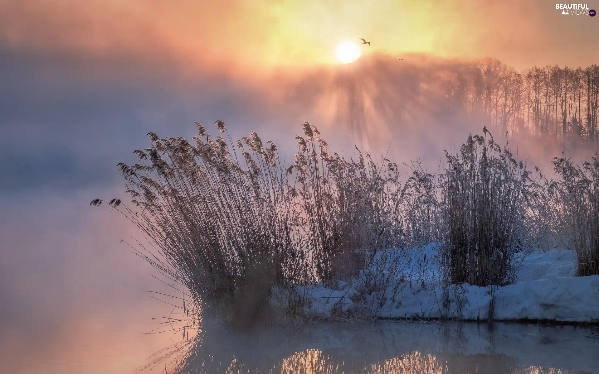 Fog, River, grass, snow, rays of the Sun