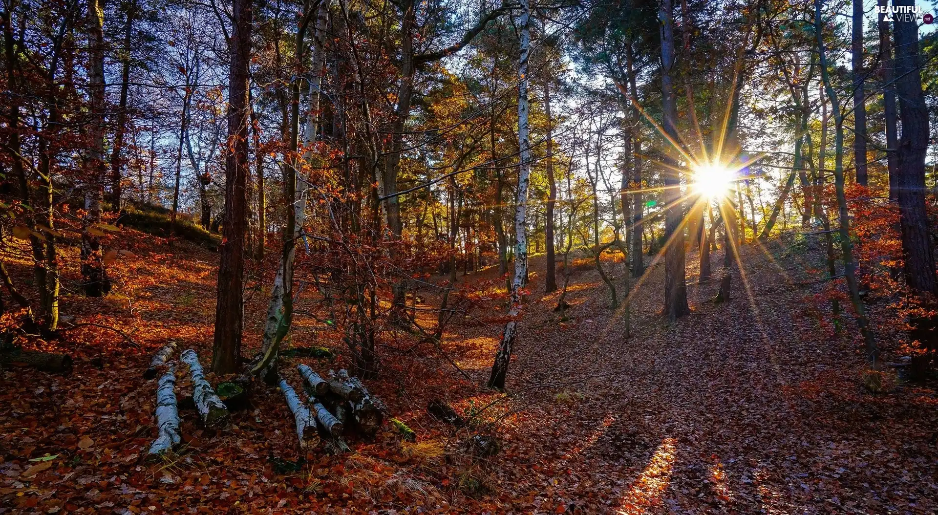 viewes, birch, autumn, rays of the Sun, Leaf, trees, forest, fallen