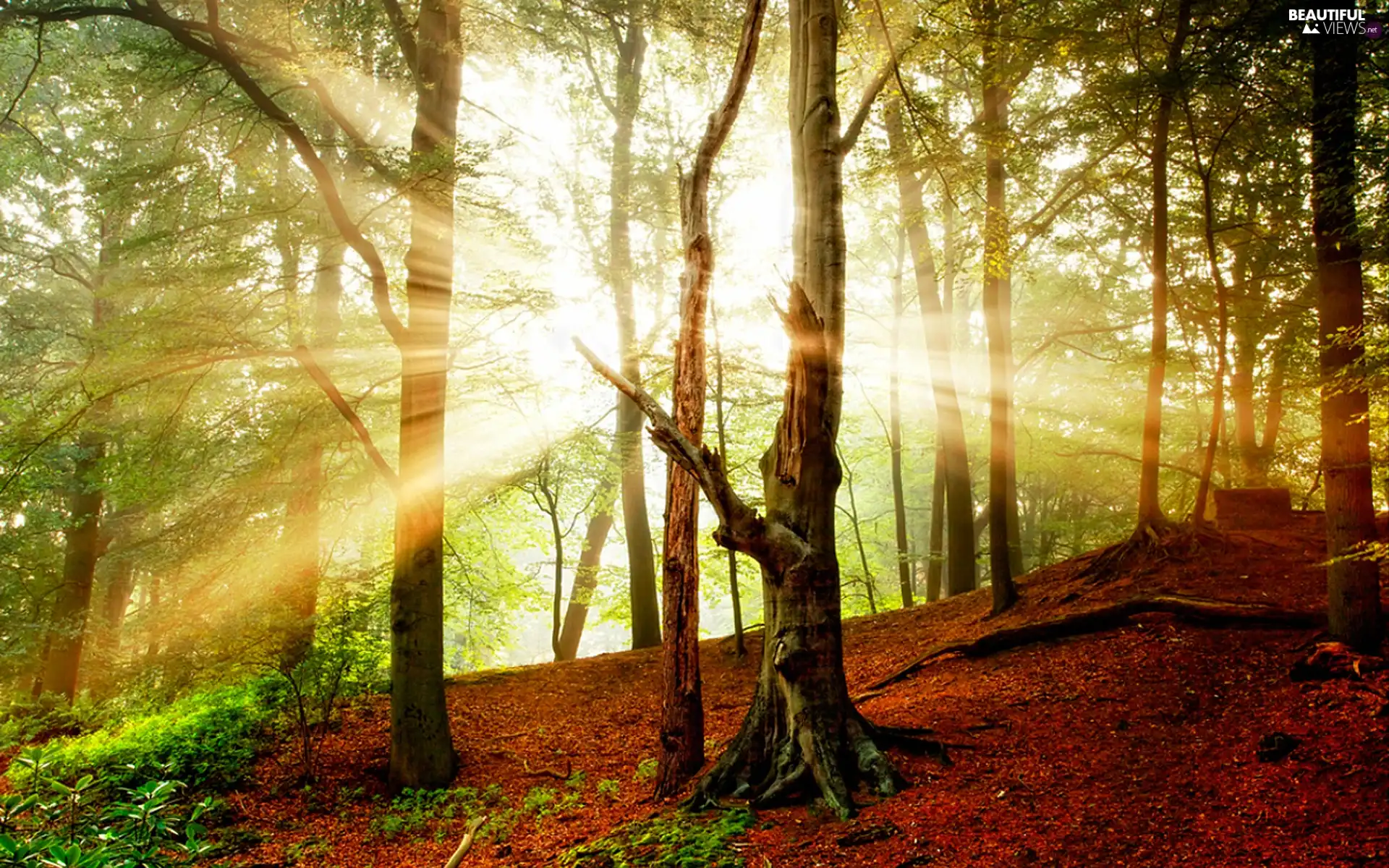 ligh, autumn, flash, Przebijające, forest, sun, luminosity