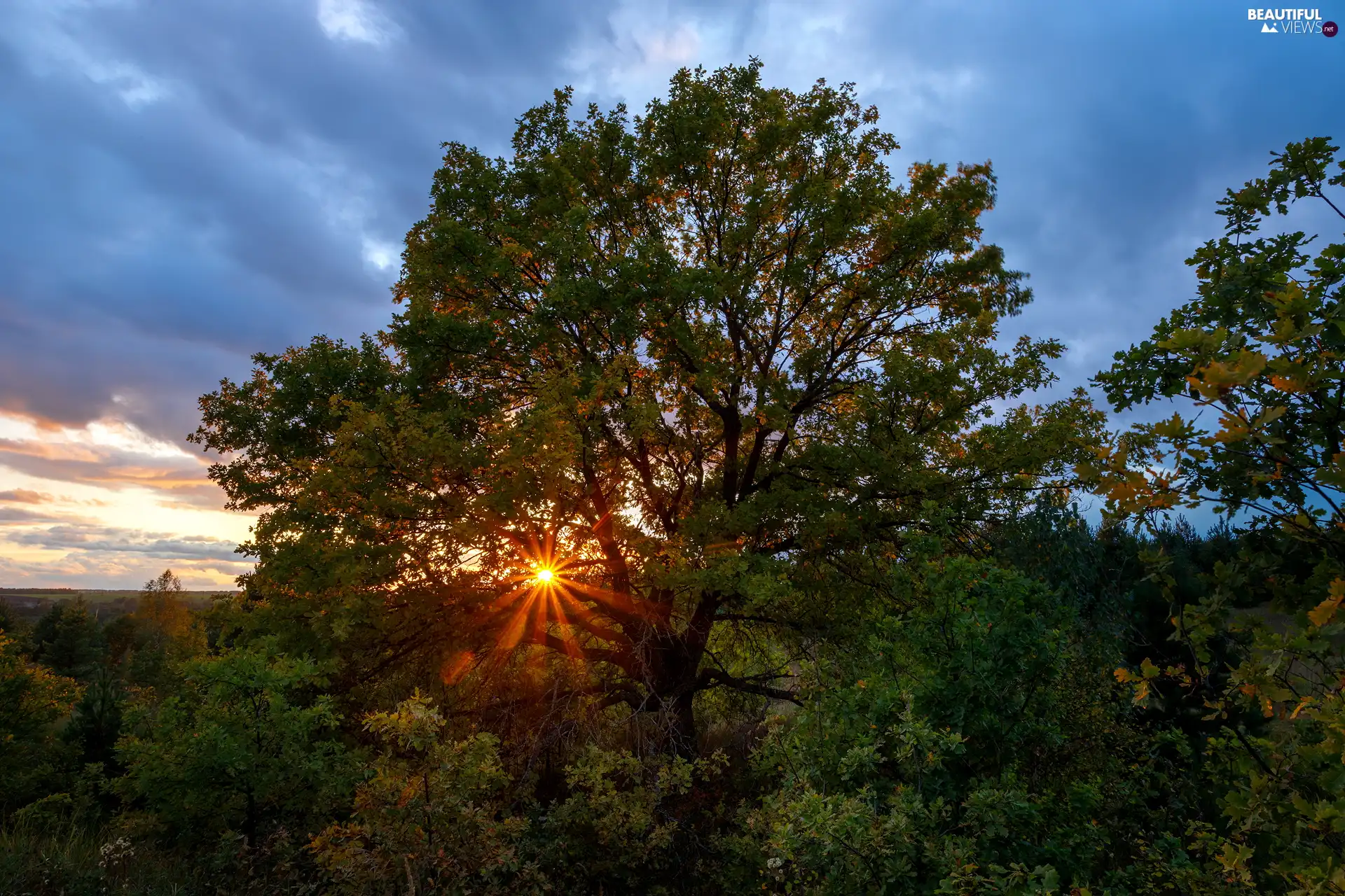 rays of the Sun, trees, oak