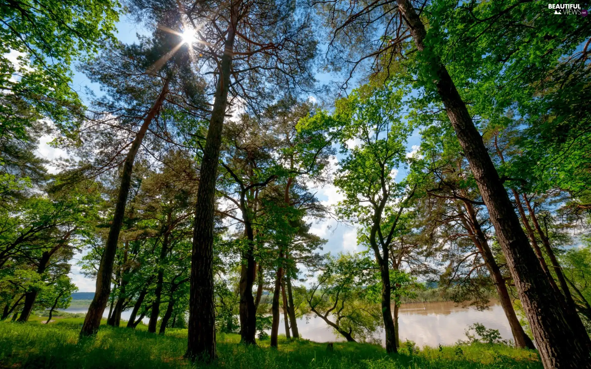 River, rays, sun, forest