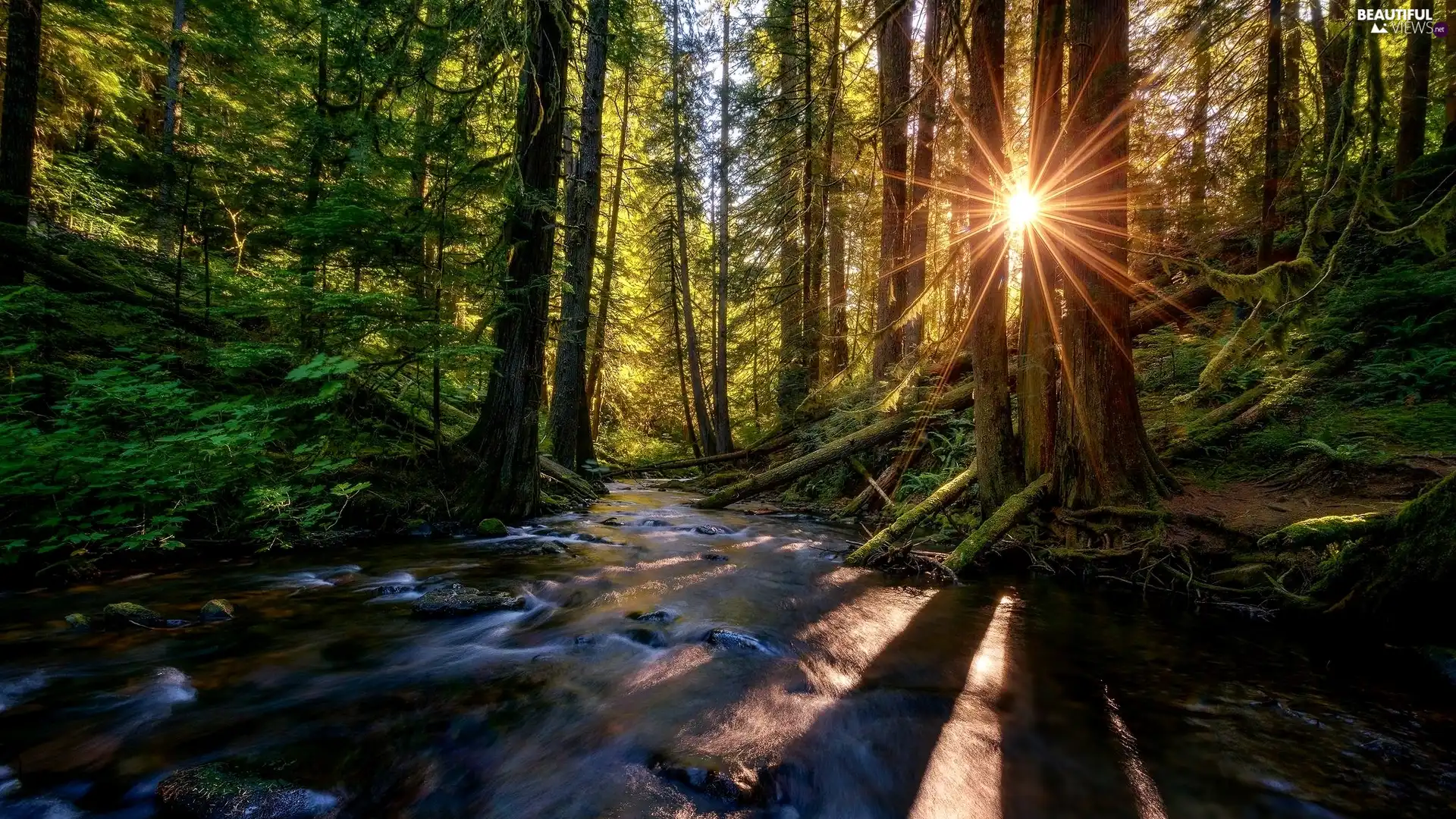 rays of the Sun, forest, River