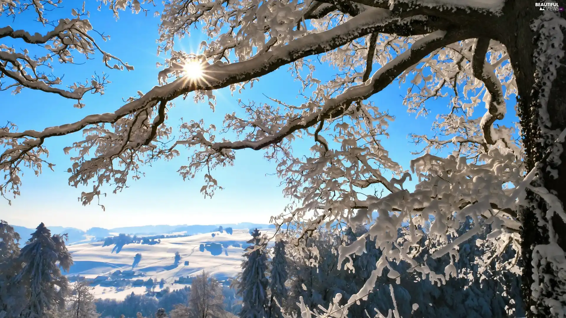 Snowy, rays, sun, trees