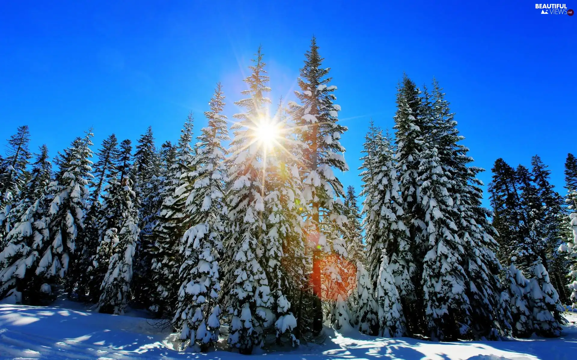 winter, rays, sun, forest