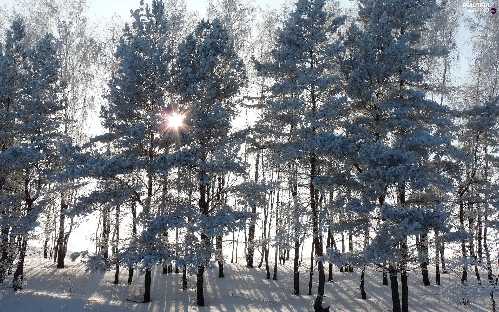 viewes, forest, sun, winter, rays, trees