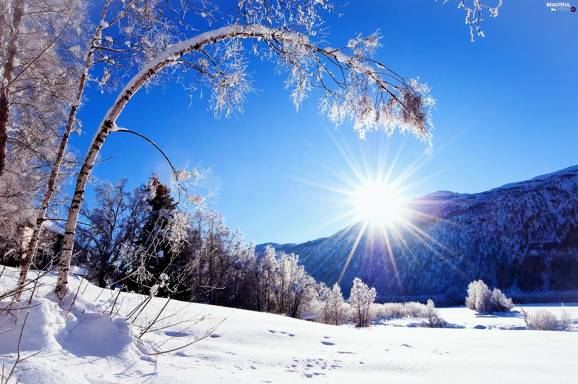 winter, viewes, sun, trees