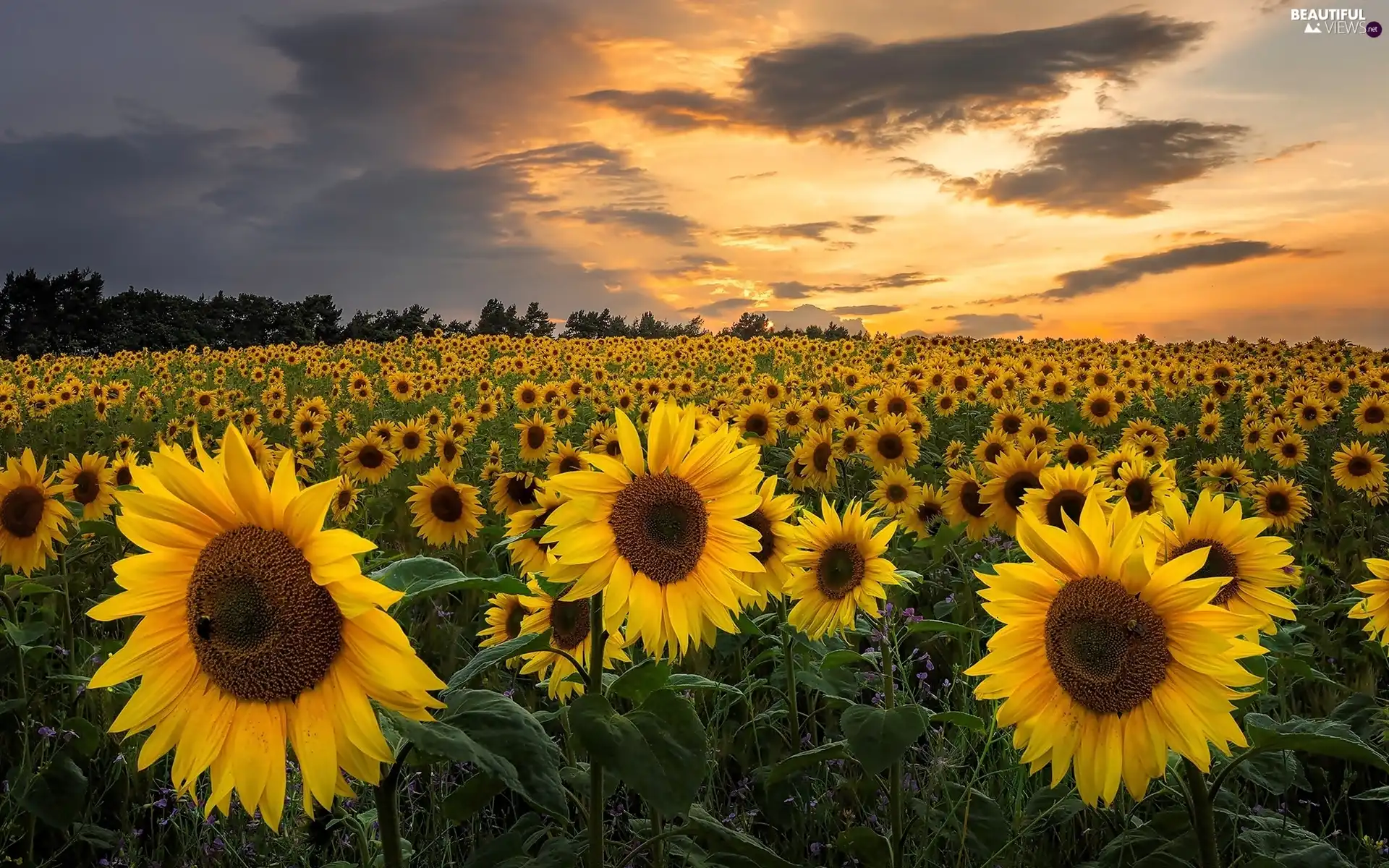 trees, Field, clouds, Great Sunsets, viewes, Nice sunflowers