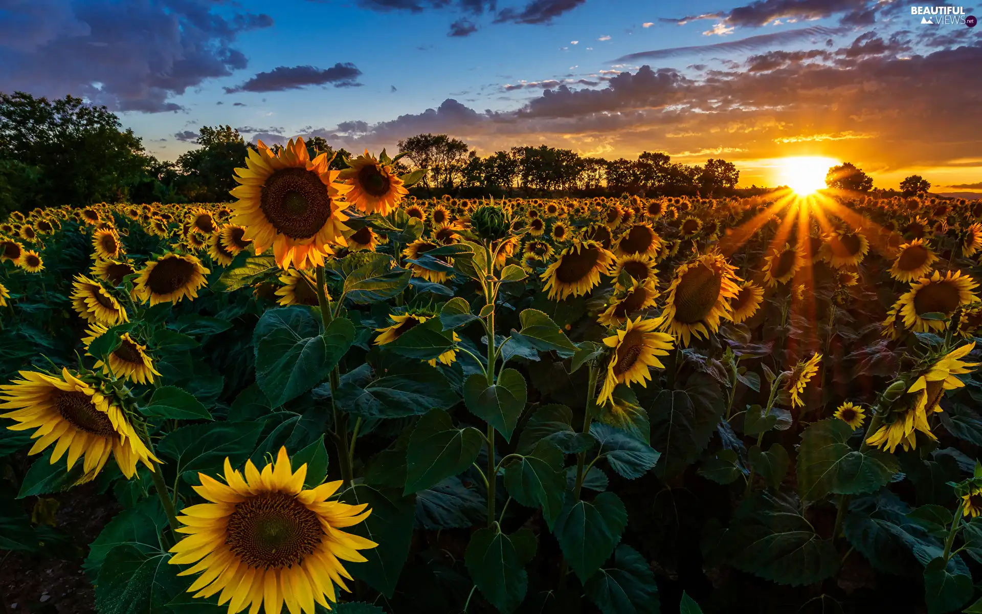 Great Sunsets, Field, viewes, clouds, trees, Nice sunflowers