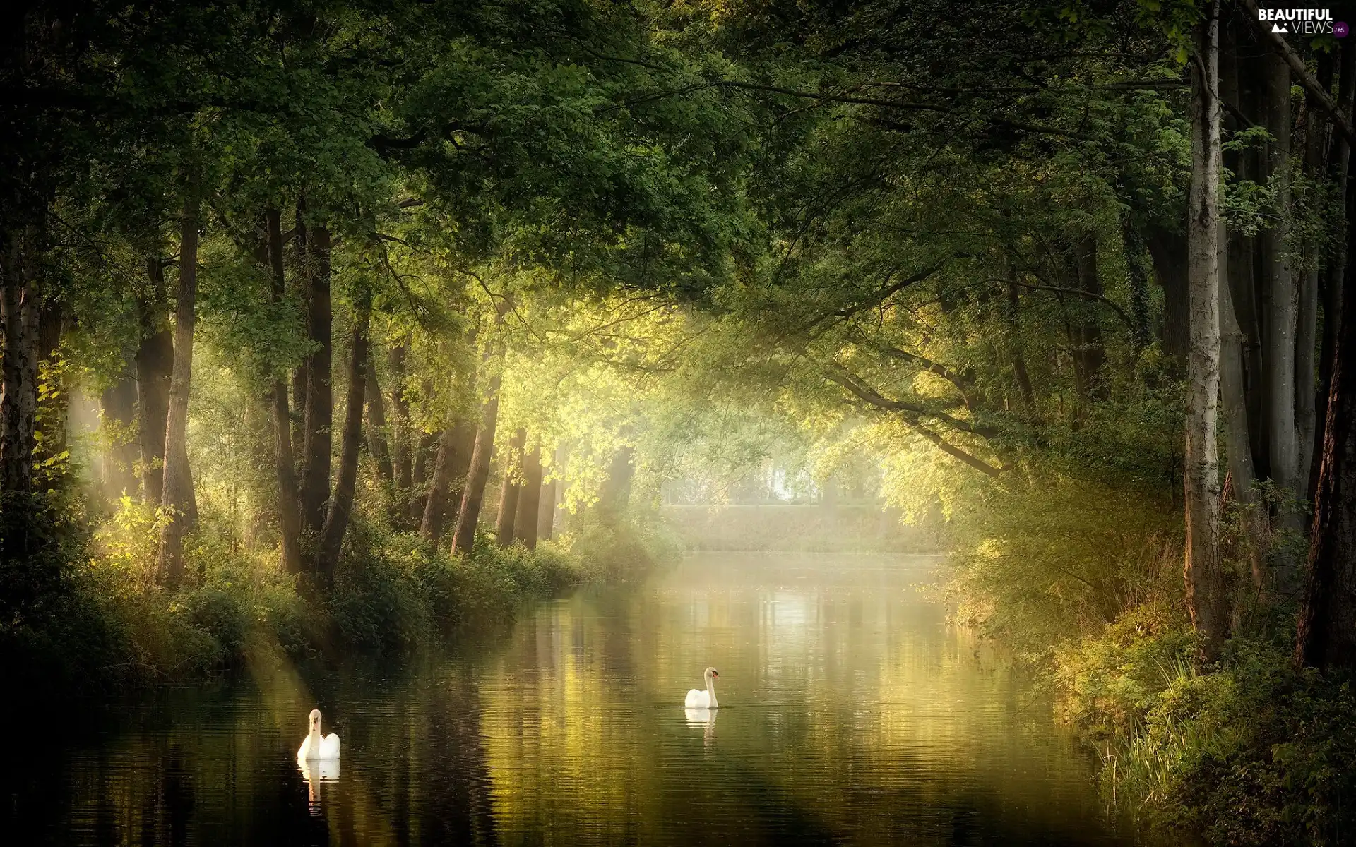 viewes, Park, Swan, Sunlight, River, trees
