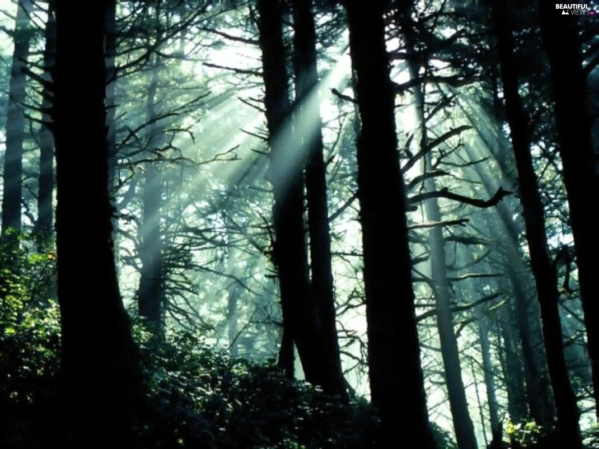 forest, rays, sunny, Bushes