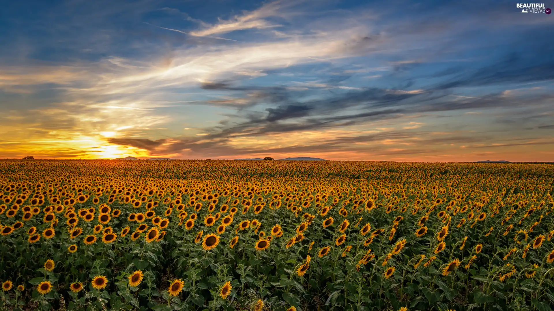 Field, Sunrise, clouds, Nice sunflowers