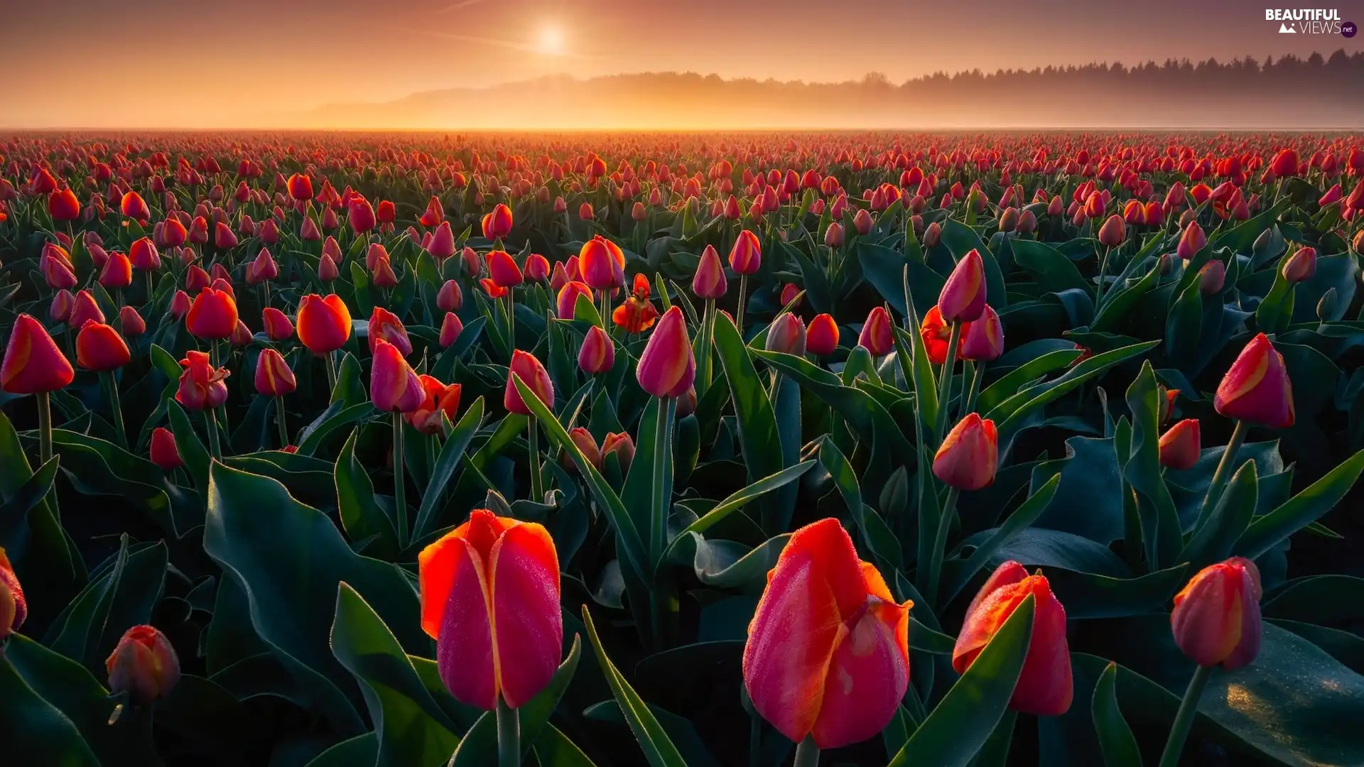 Tulips, Sunrise, farm, Flowers, field