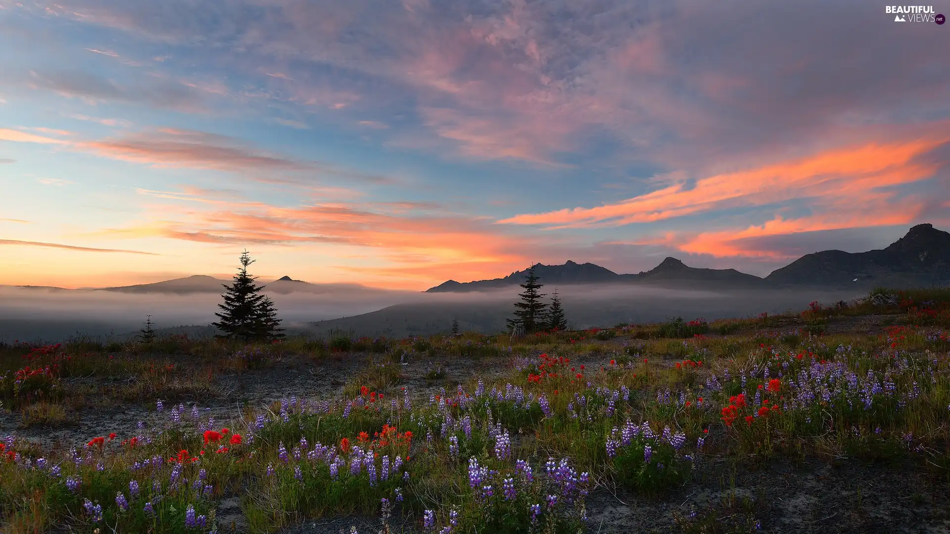 Fog, The Hills, Sunrise, clouds, Flowers, Meadow