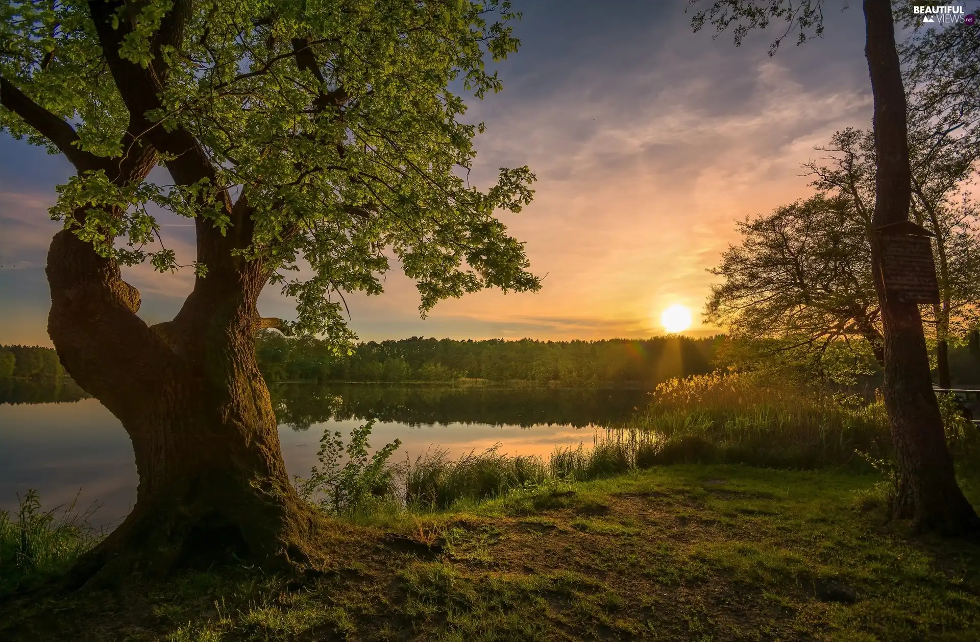 trees, River, Sunrise, viewes