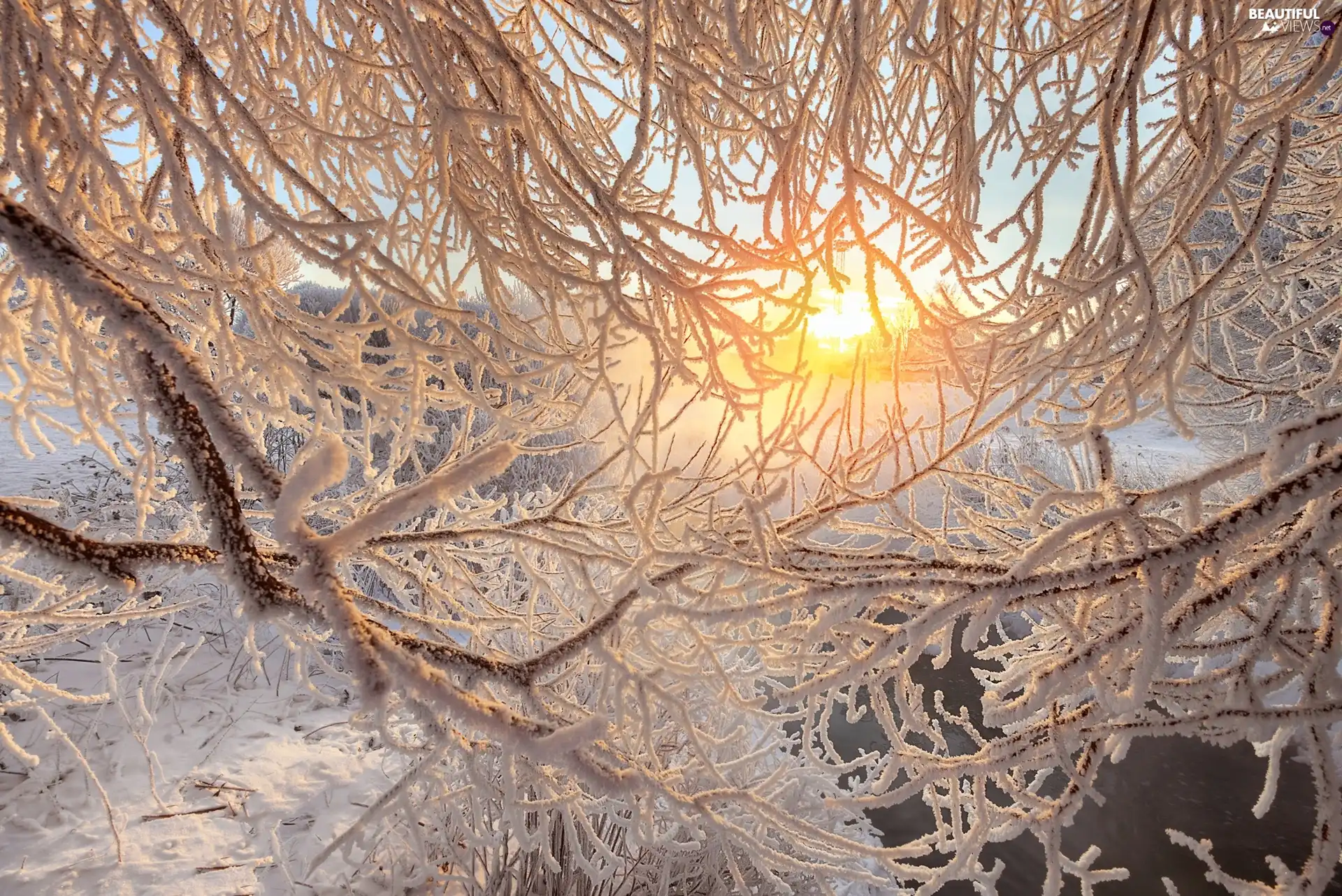 Twigs, Sunrise, trees, Snowy, winter