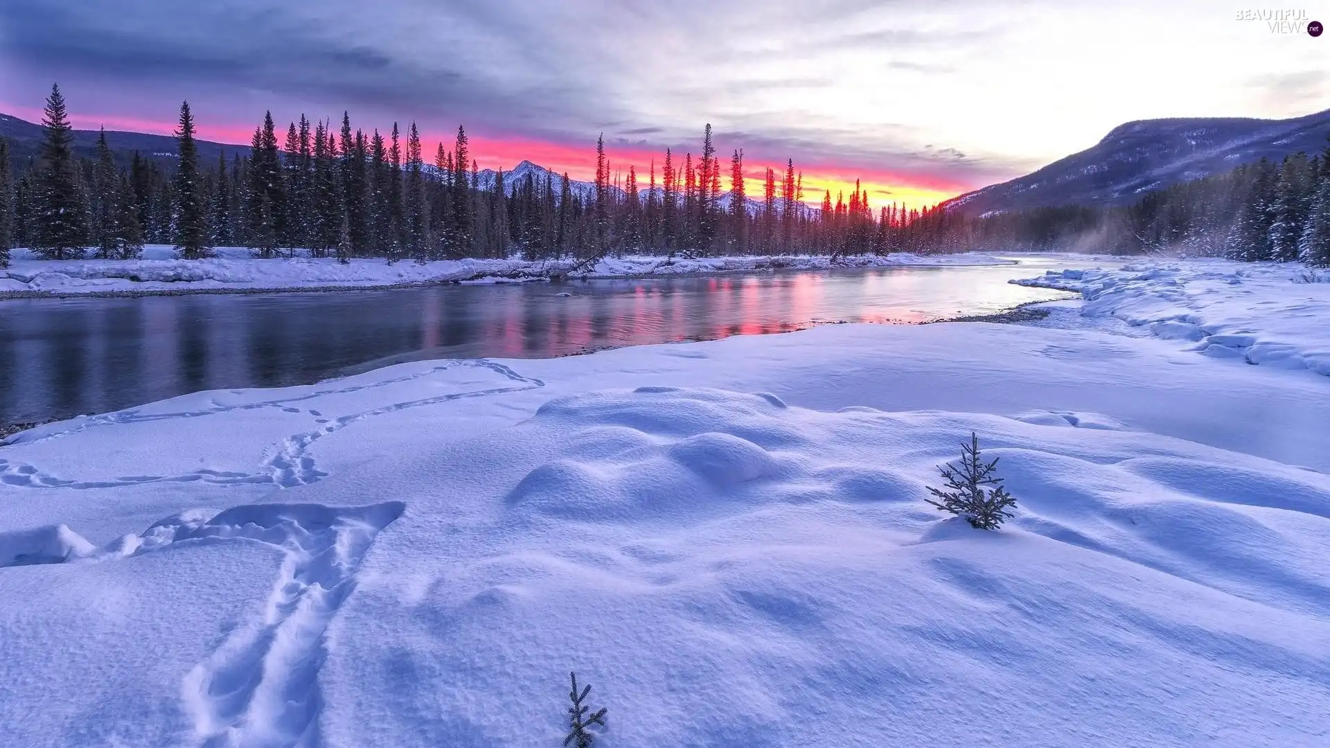 winter, Spruces, Sunrise, River