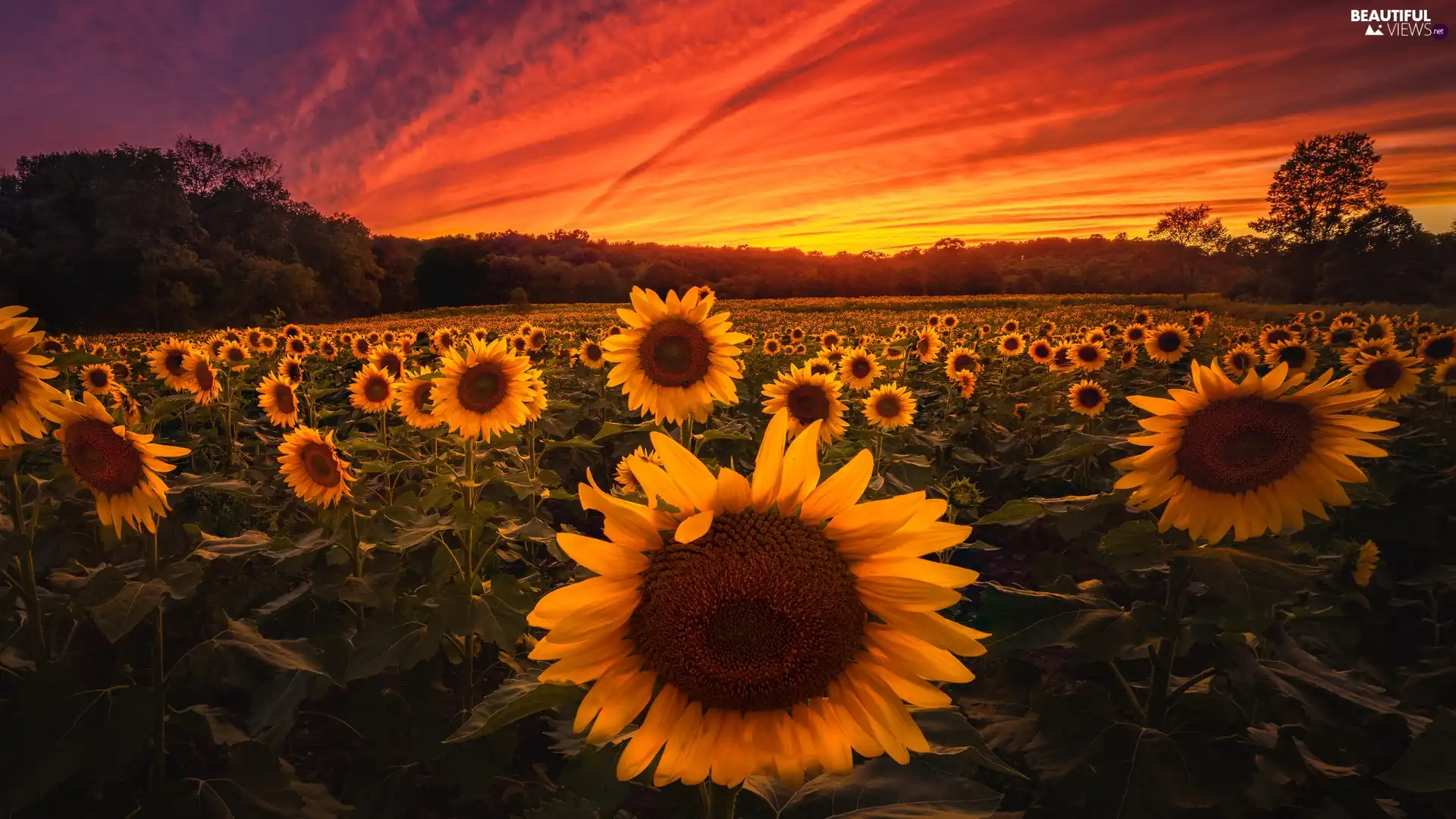 Great Sunsets, Field, Nice sunflowers