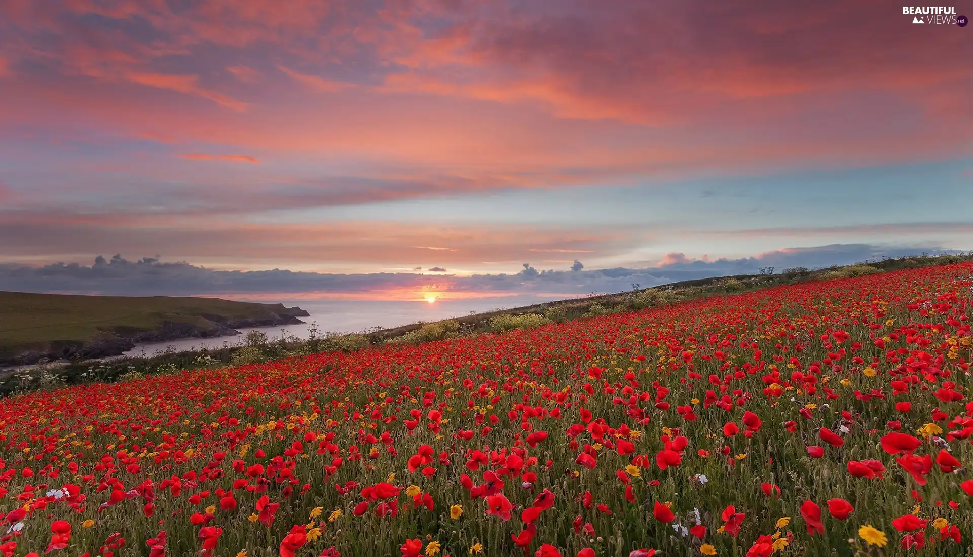 Great Sunsets, Flowers, papavers, Meadow