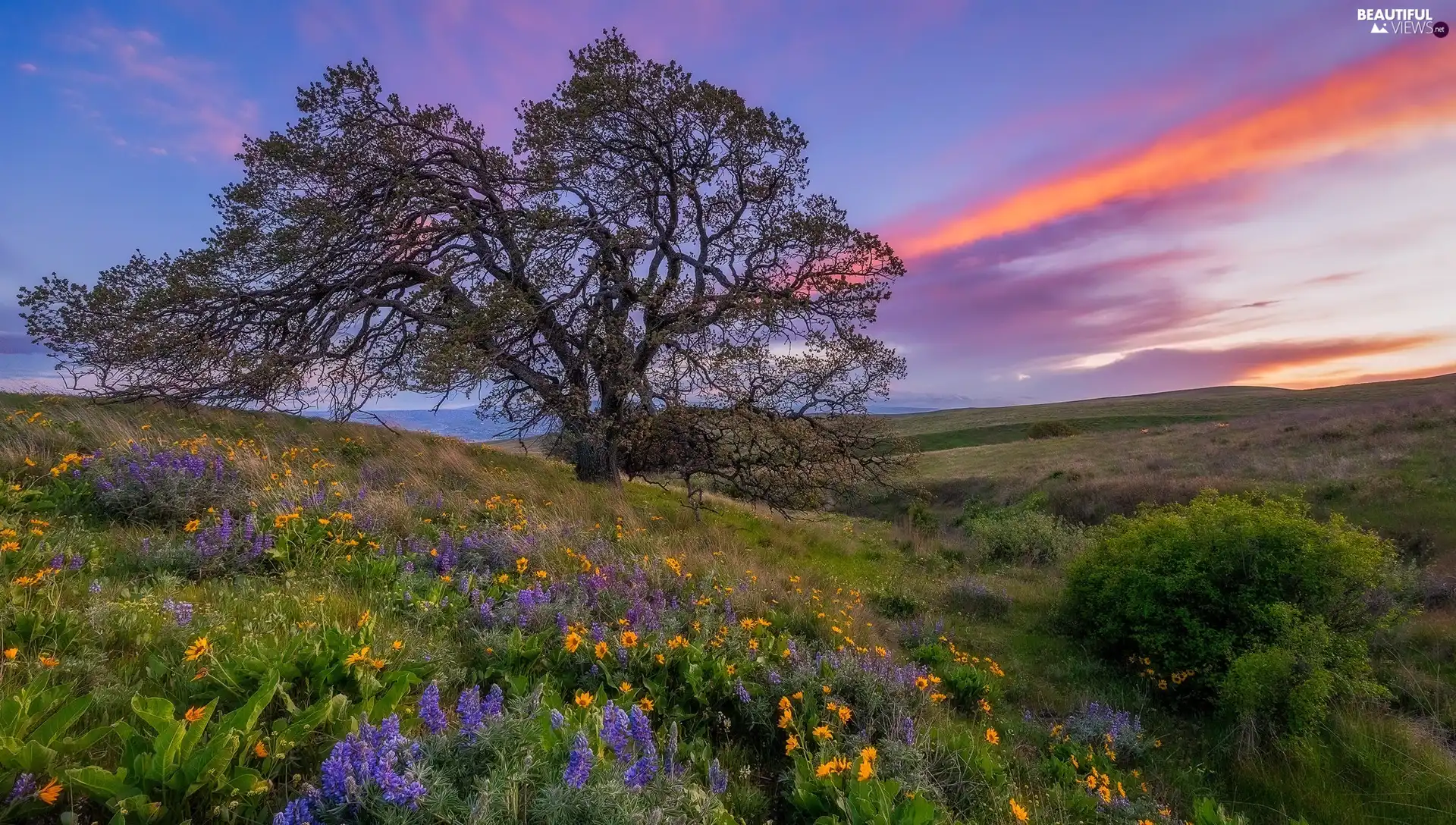 Great Sunsets, Flowers, trees, Meadow