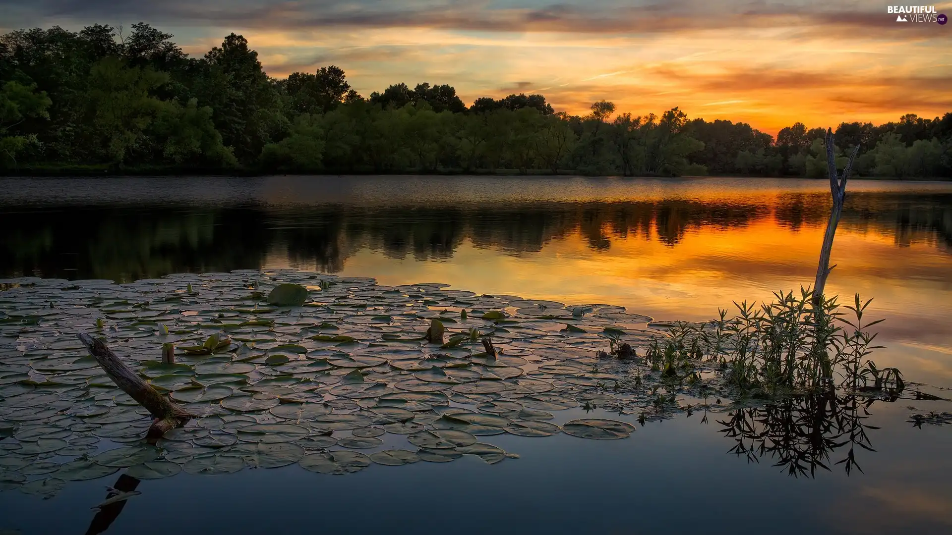 Great Sunsets, forest, Water lilies, Plants, lake