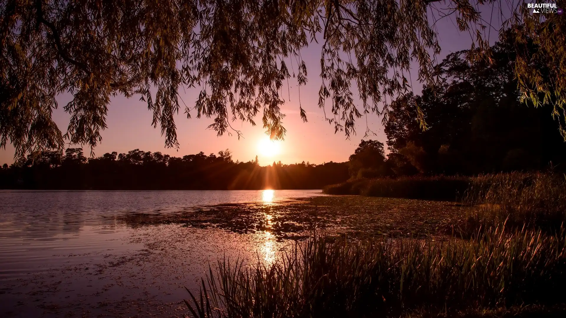 branch pics, lake, viewes, grass, trees, Great Sunsets