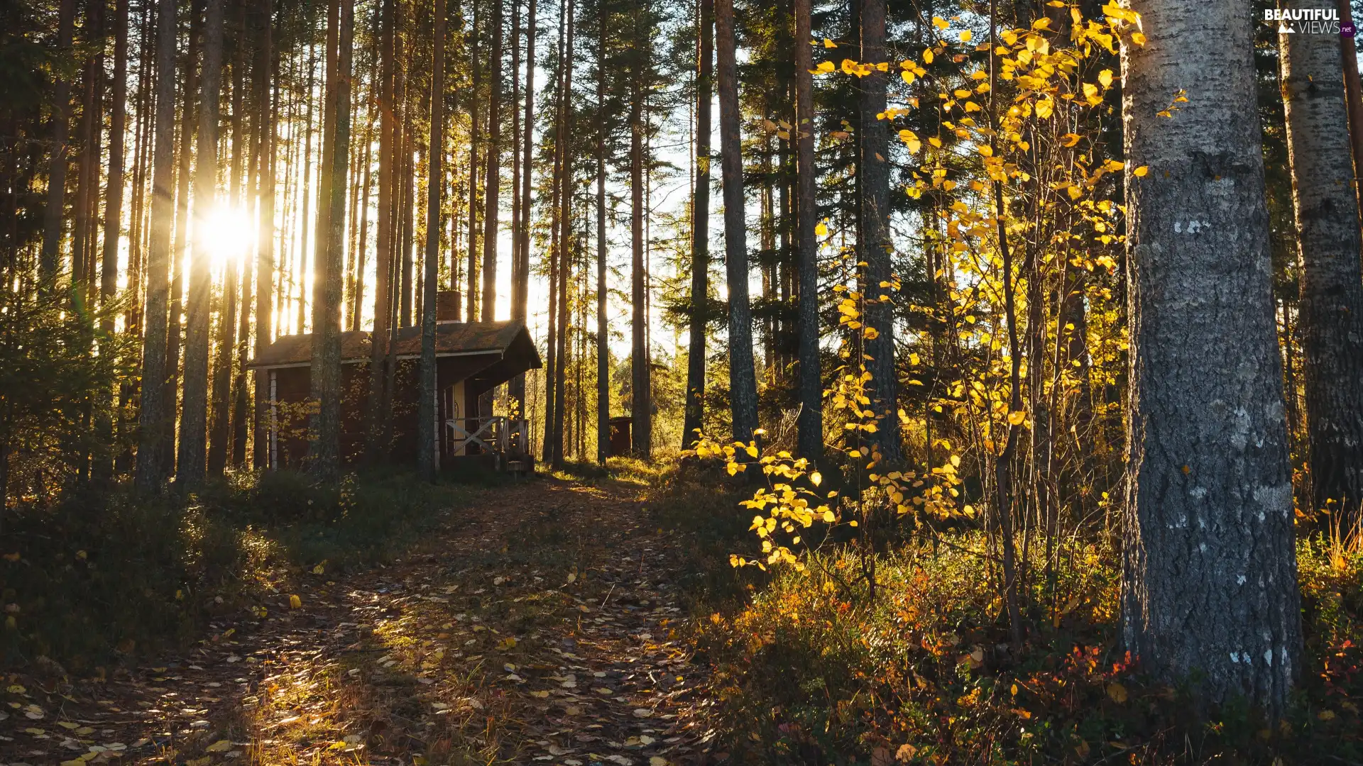 viewes, forest, autumn, trees, house, Great Sunsets, rays of the Sun