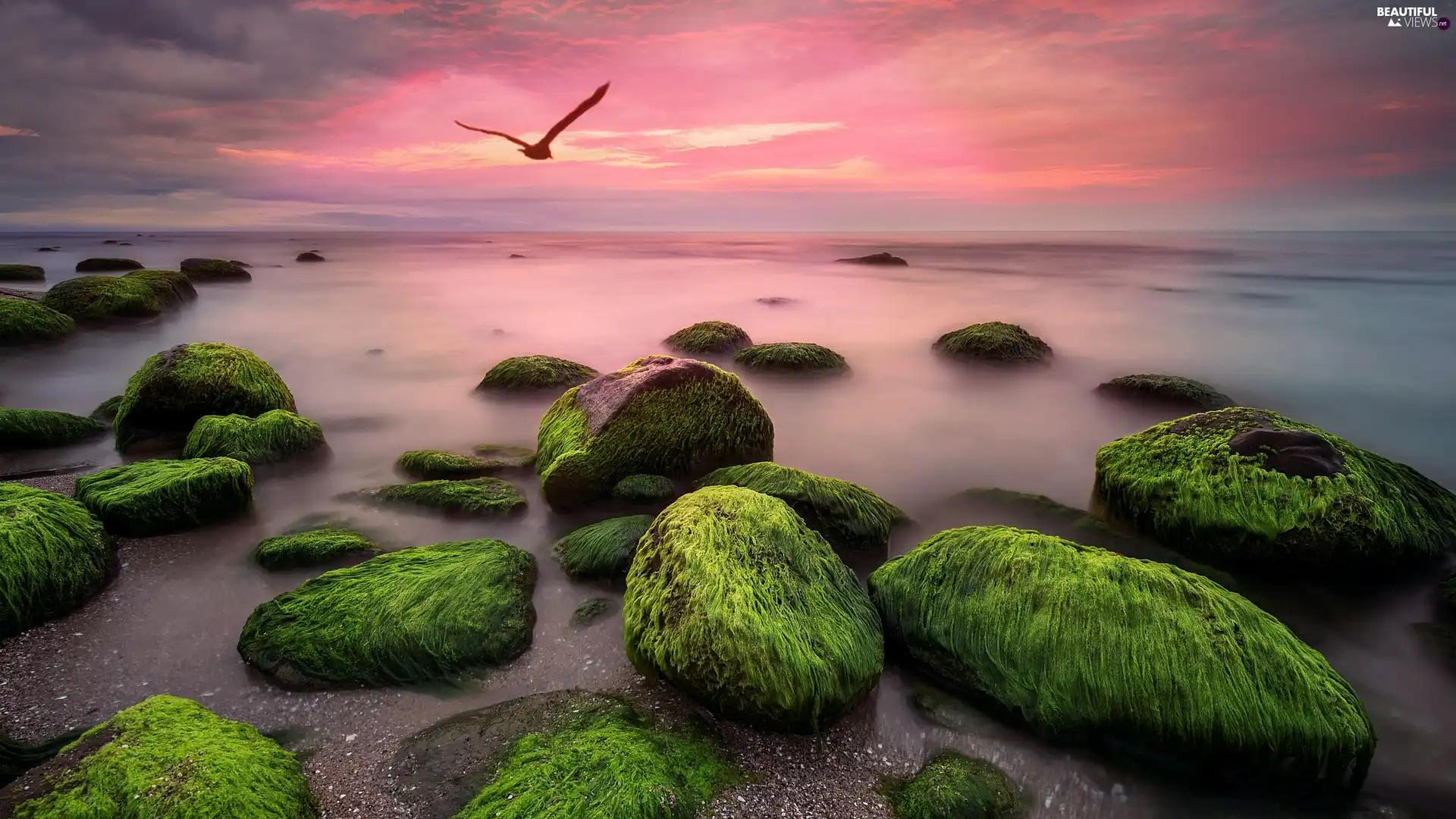 seaweed, Bird, Great Sunsets, Stones, sea