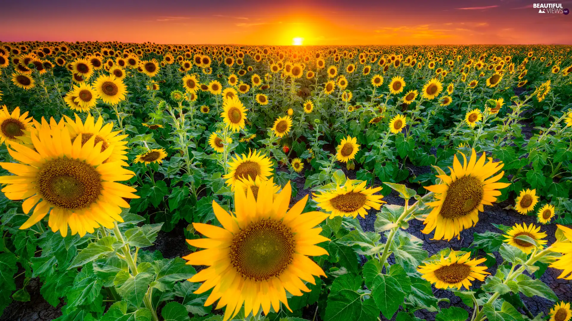 Field, Sky, Great Sunsets, Nice sunflowers