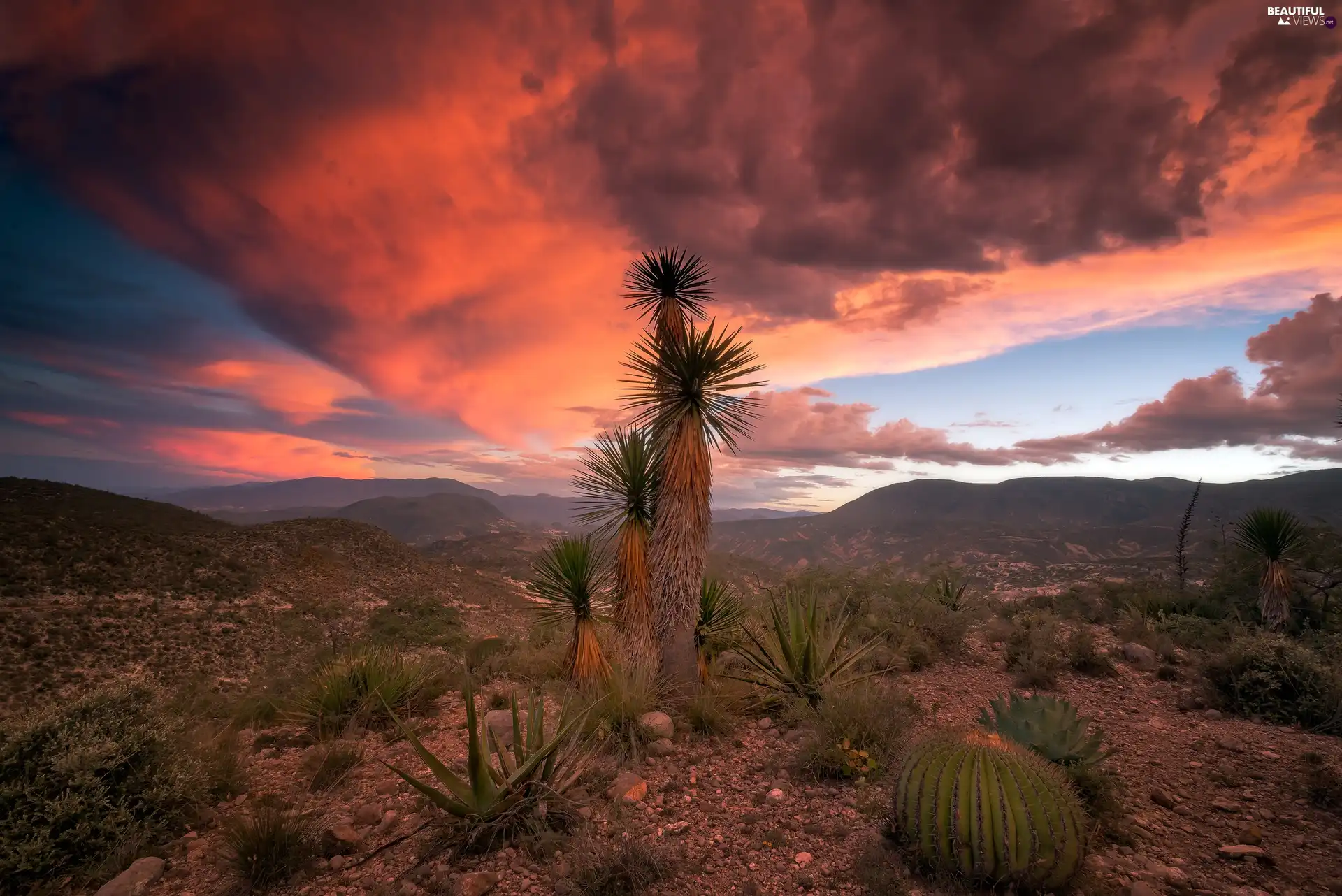 Desert, Cactus, Great Sunsets, Joshua trees