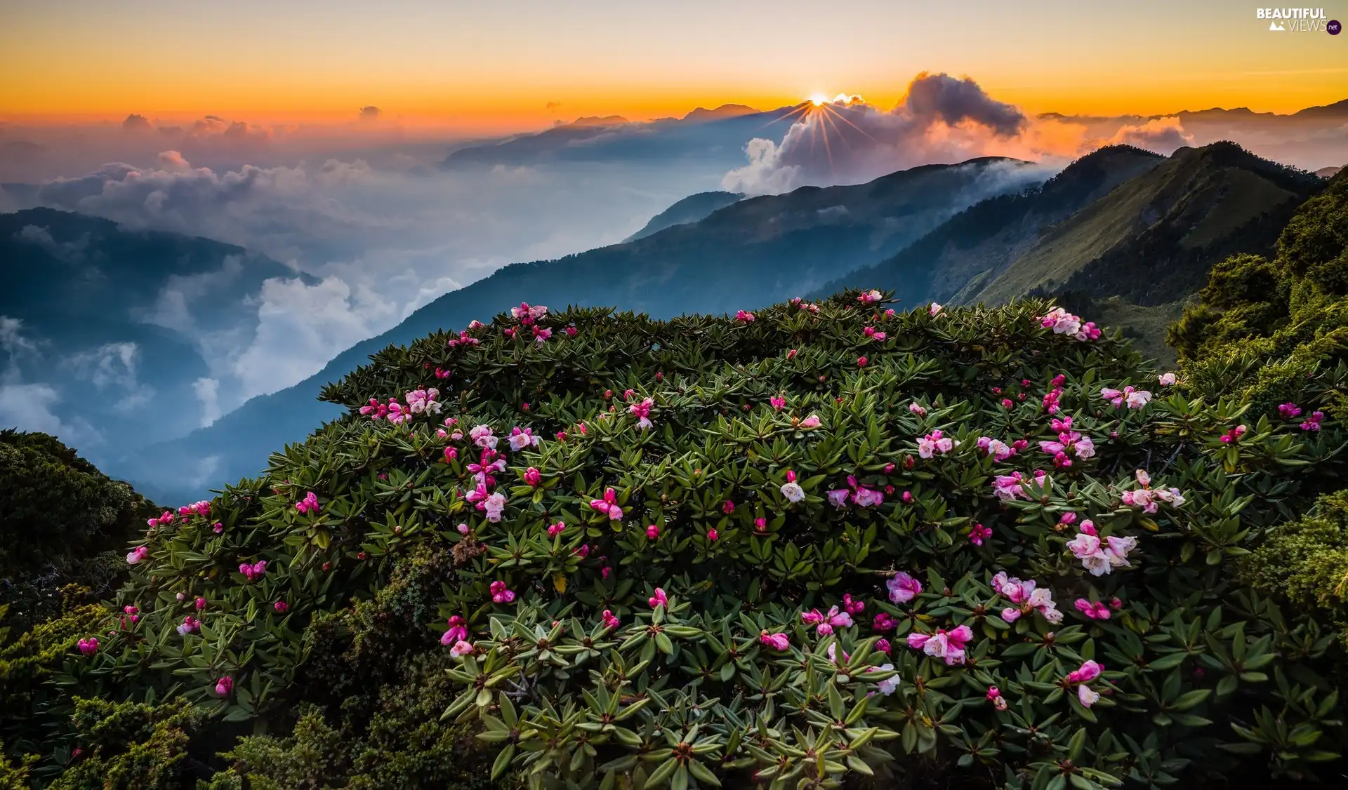 Taroko National Park, Flowers, clouds, Rhododendron, Mountains, Taiwan, Sunrise