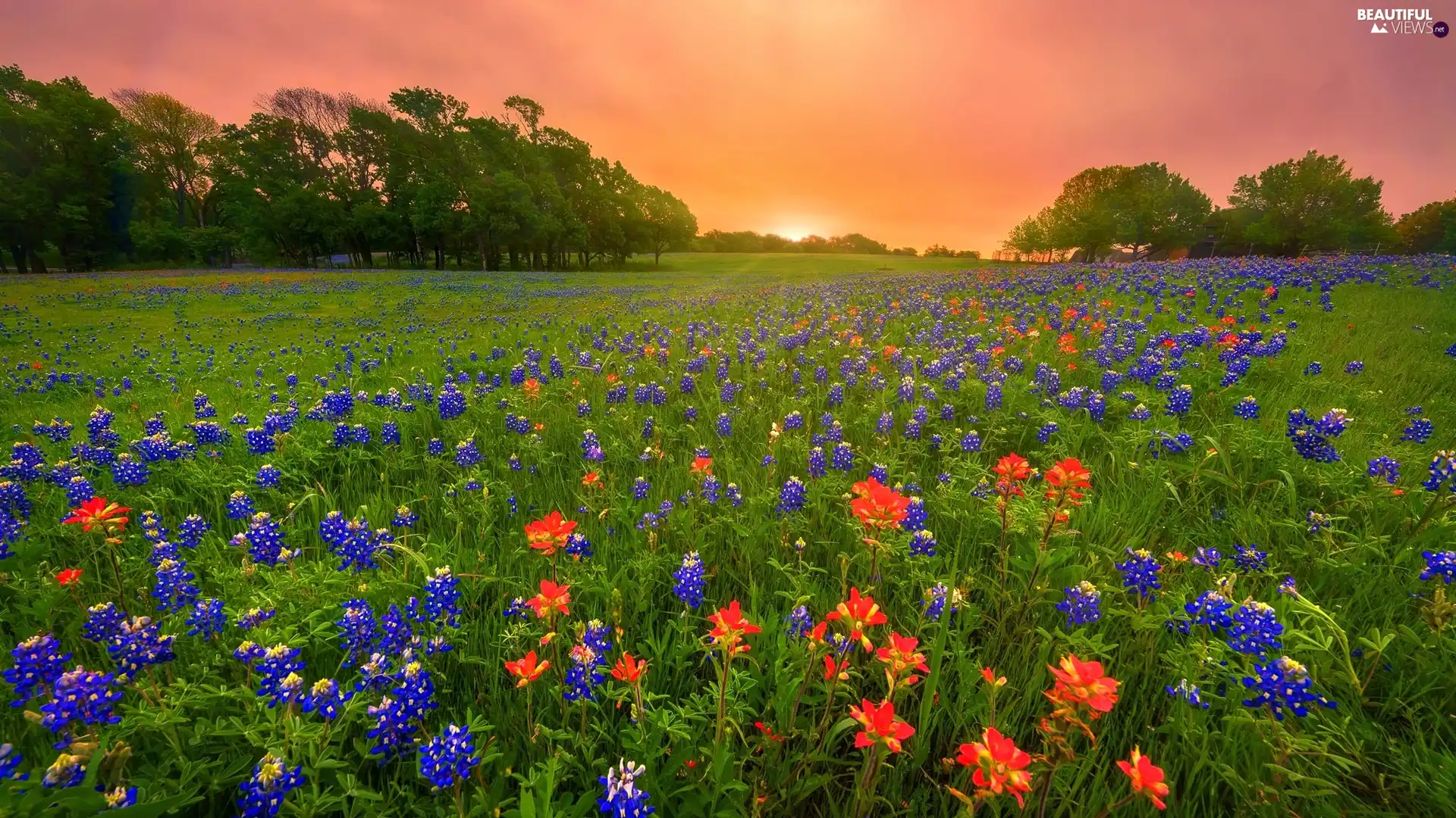 Spring, Meadow, Ennis City, State of Texas, lupine, Great Sunsets, Flowers, Indian Paintbrush, The United States