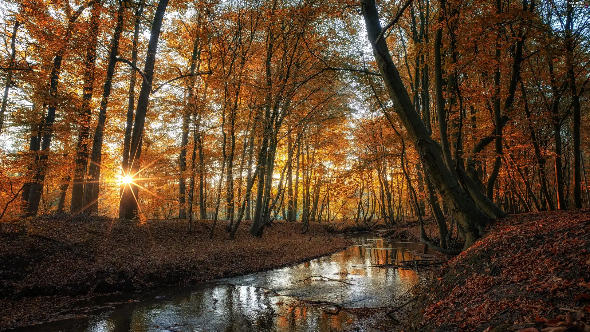 viewes, stream, autumn, River, rays of the Sun, trees, forest, Leaf