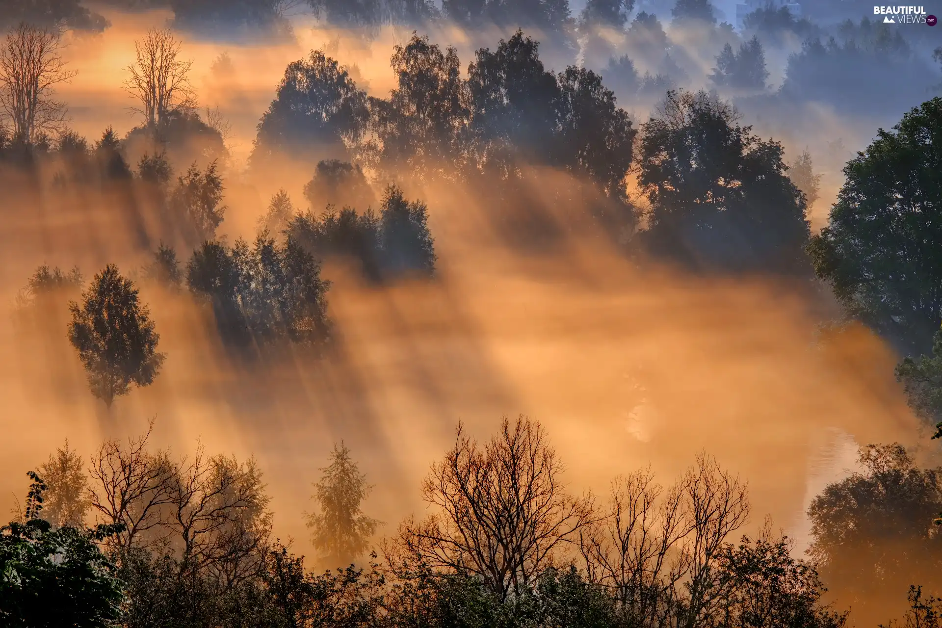 Fog, light breaking through sky, viewes, forest, trees