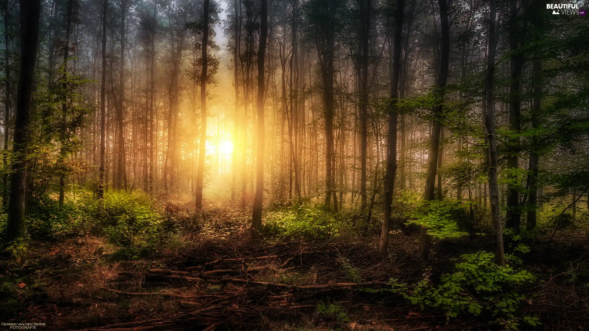 trees, light breaking through sky, illuminated, forest, viewes, Sunrise