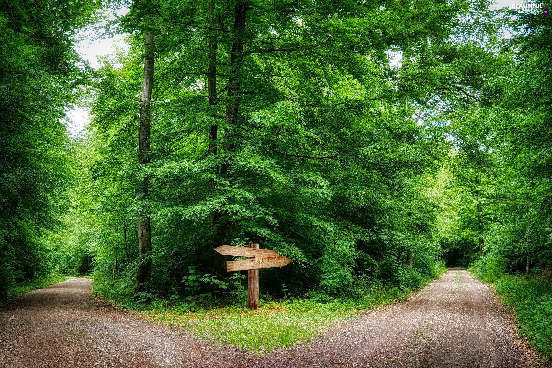 trees, roads, sign-post, green ones, forest, viewes, summer