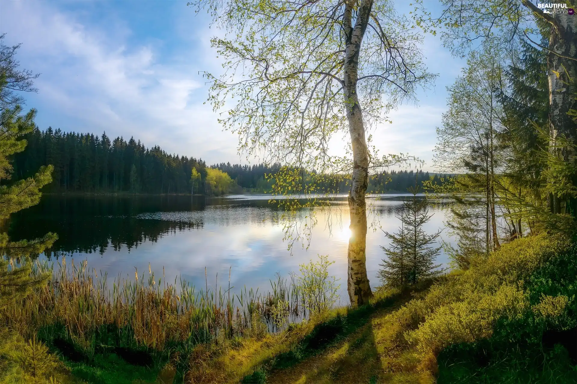 trees, viewes, birch-tree, forest, grass, lake, Spring, cane