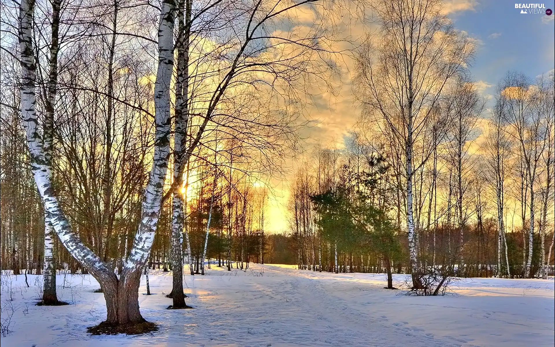 trees, viewes, Great Sunsets, snow, forest