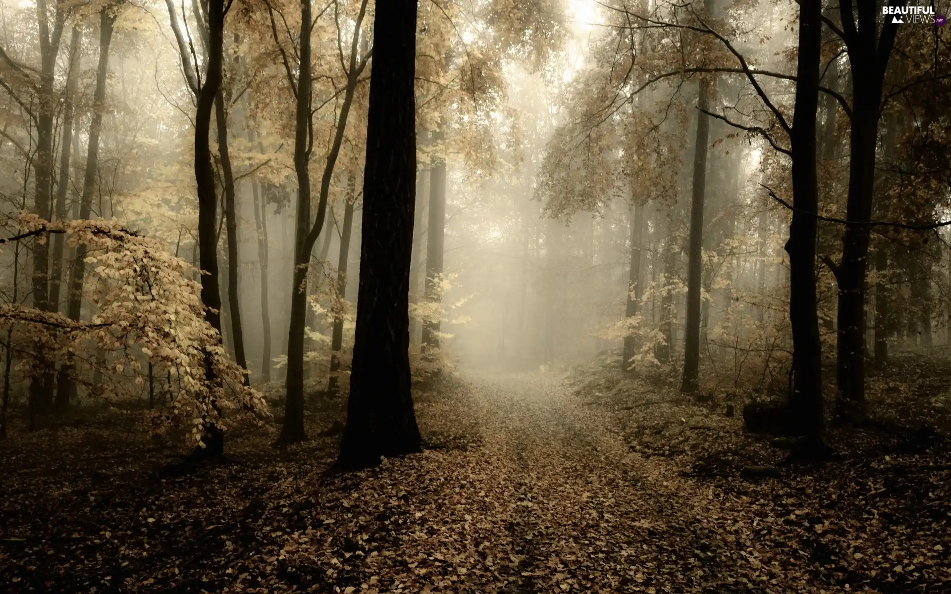 Way, morning, viewes, forest, foggy, trees, Leaf
