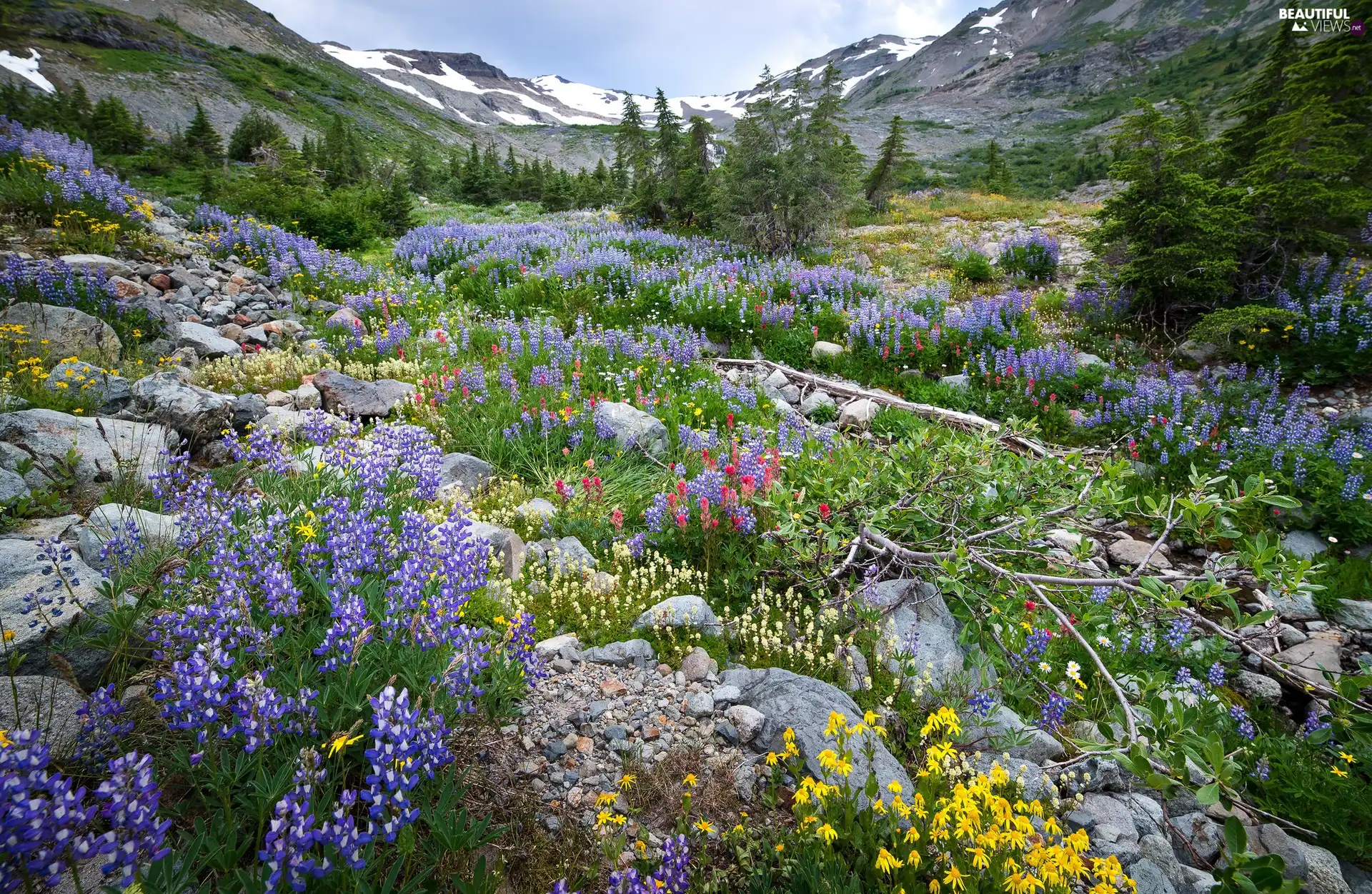 viewes, Stones, lupine, trees, Mountains, Flowers, Meadow