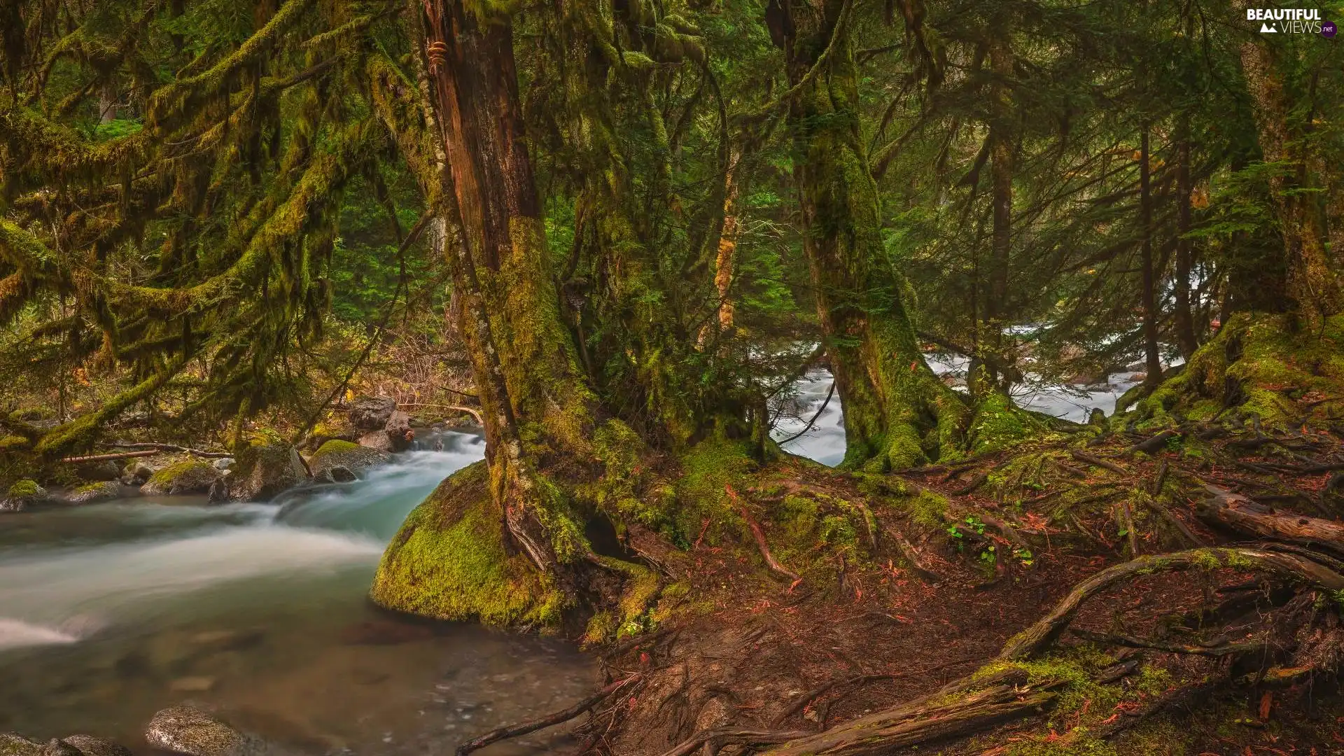 viewes, forest, mossy, trees, River, roots, Stems