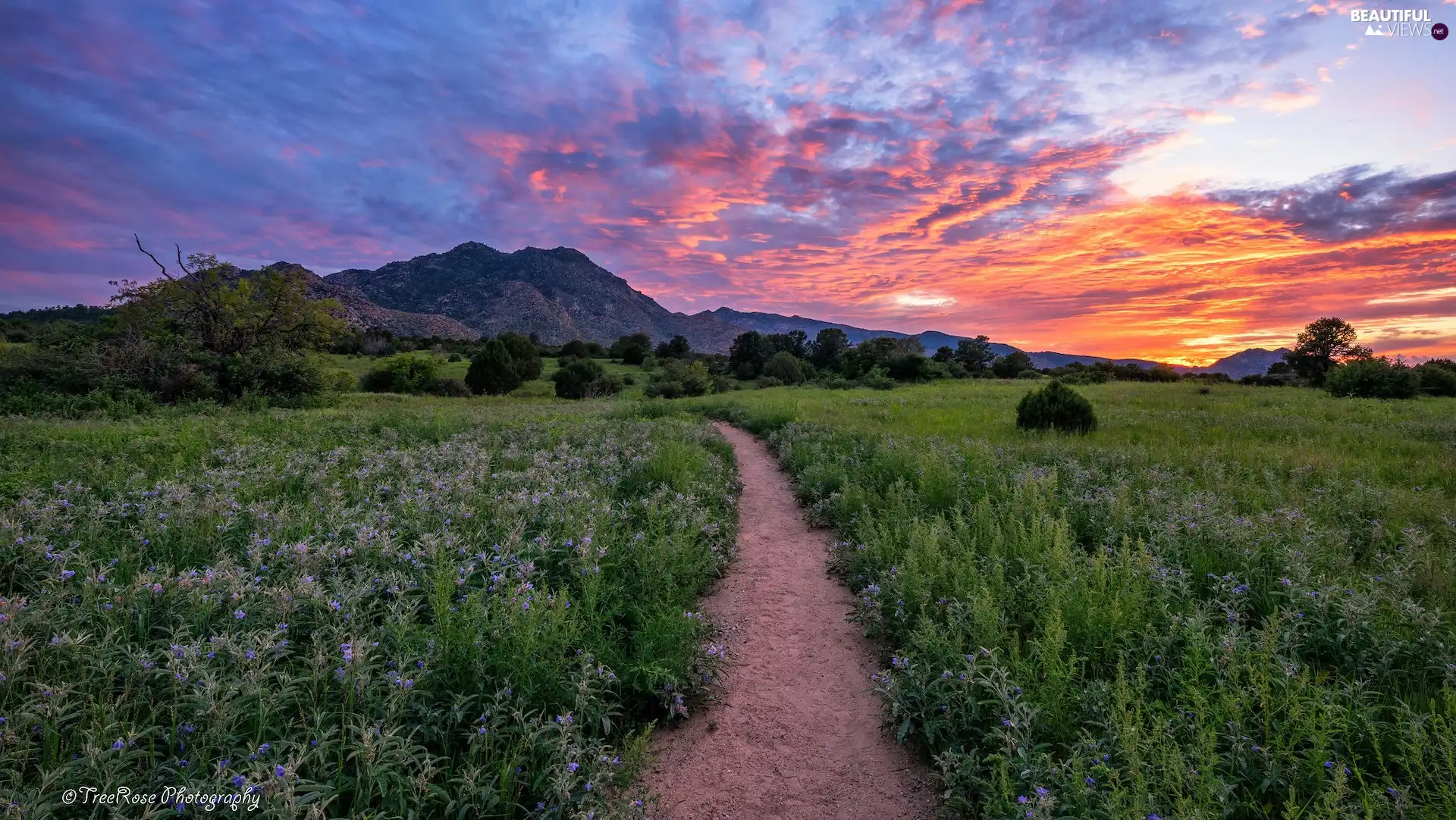 Great Sunsets, Mountains, trees, viewes, Path, Meadow
