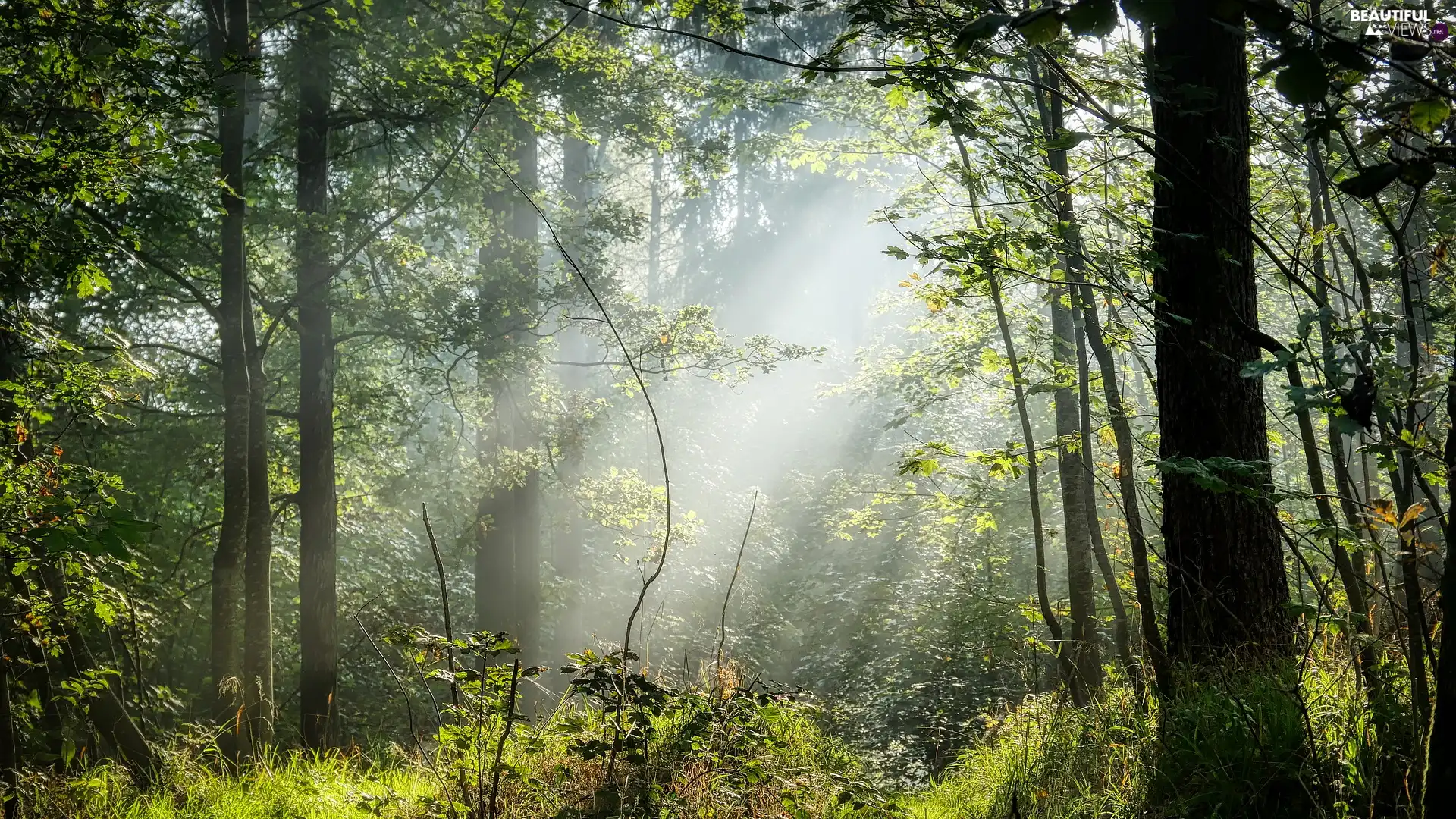 trees, Green, Fog, light breaking through sky, viewes, forest