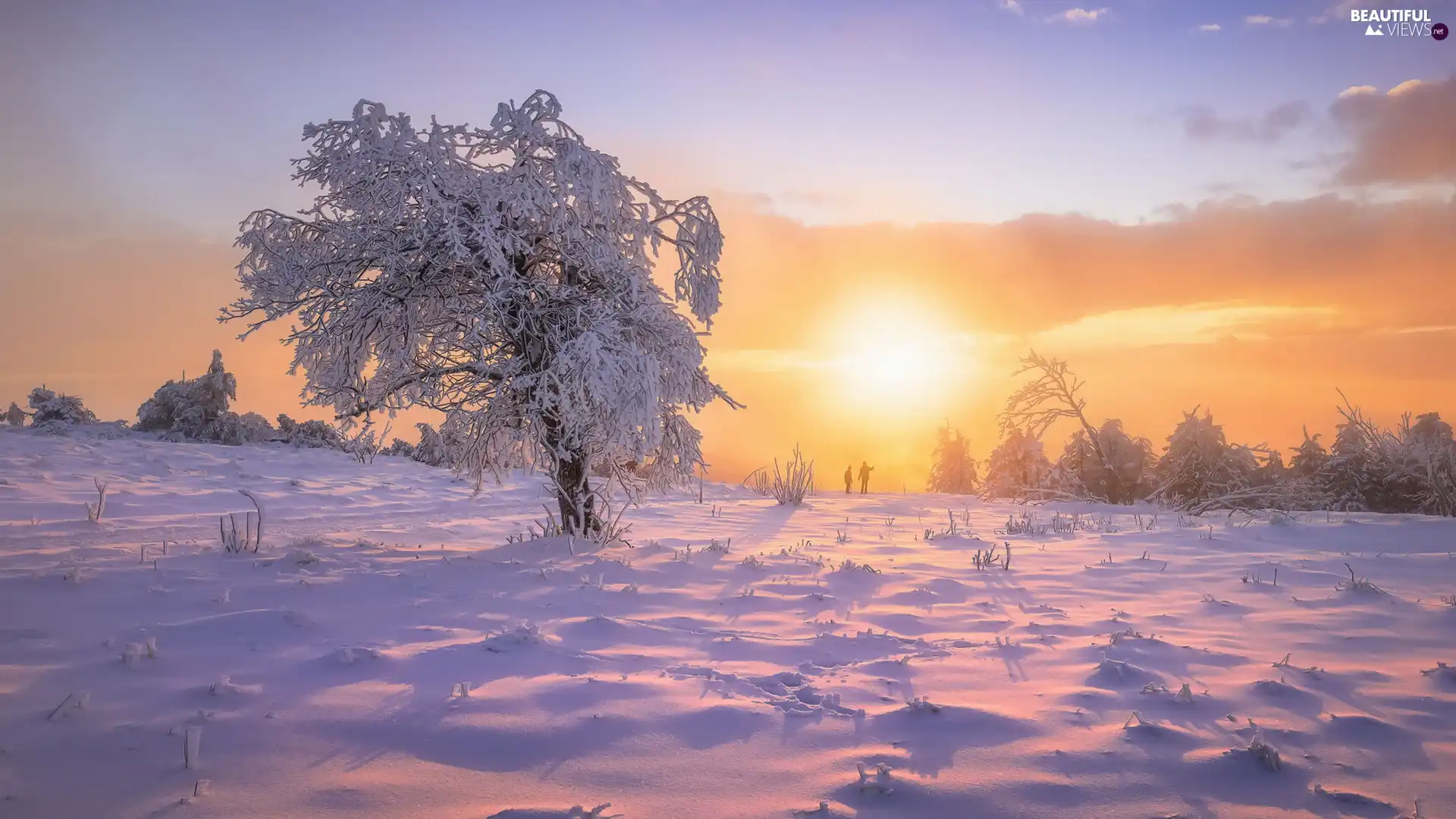 trees, winter, Snowy, trees, viewes, Great Sunsets