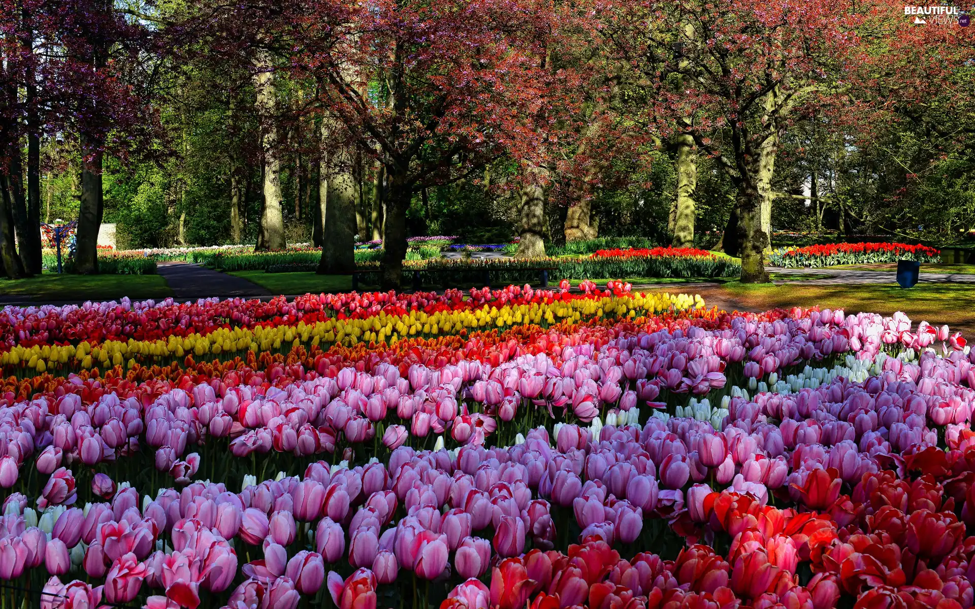 Red, Yellow, Spring, Tulips, viewes, Pink, Park, trees