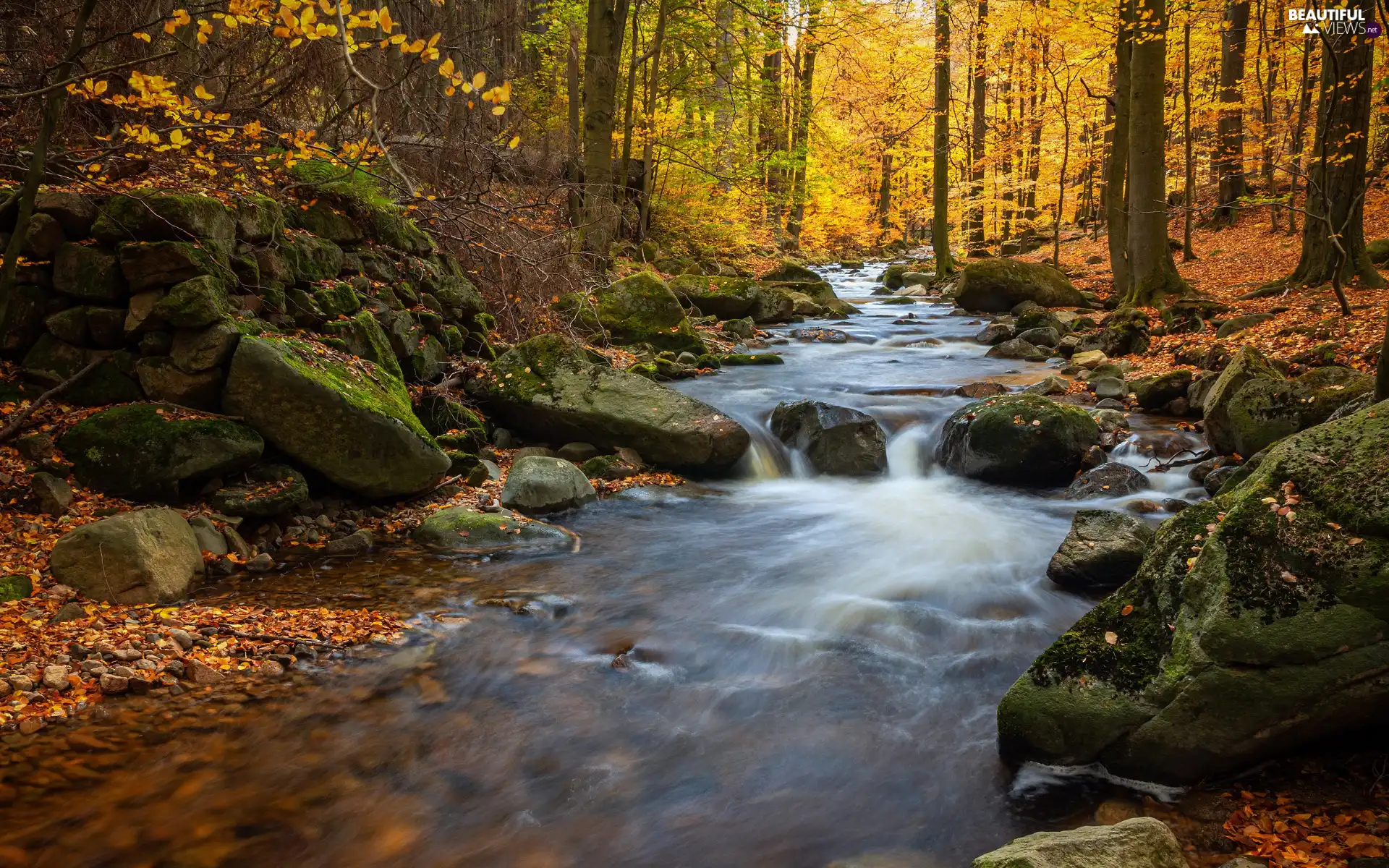 viewes, forest, Stones, trees, autumn, River, Leaf