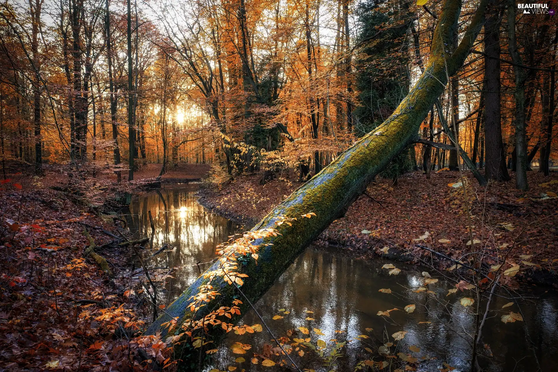 forest, autumn, trees, viewes, River, rays of the Sun, trees, Leaf, inclined