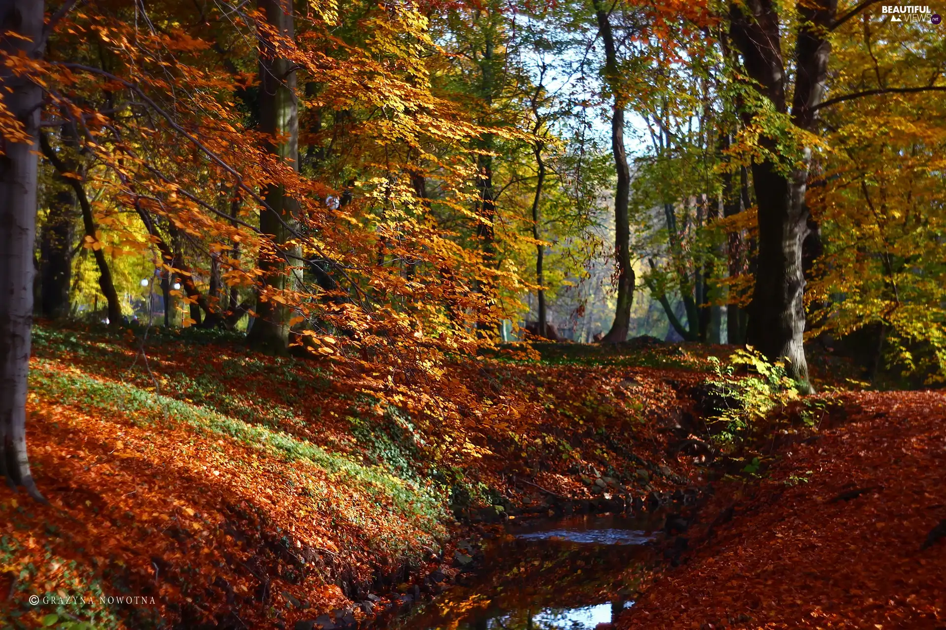 color, Park, trees, viewes, Leaf, autumn