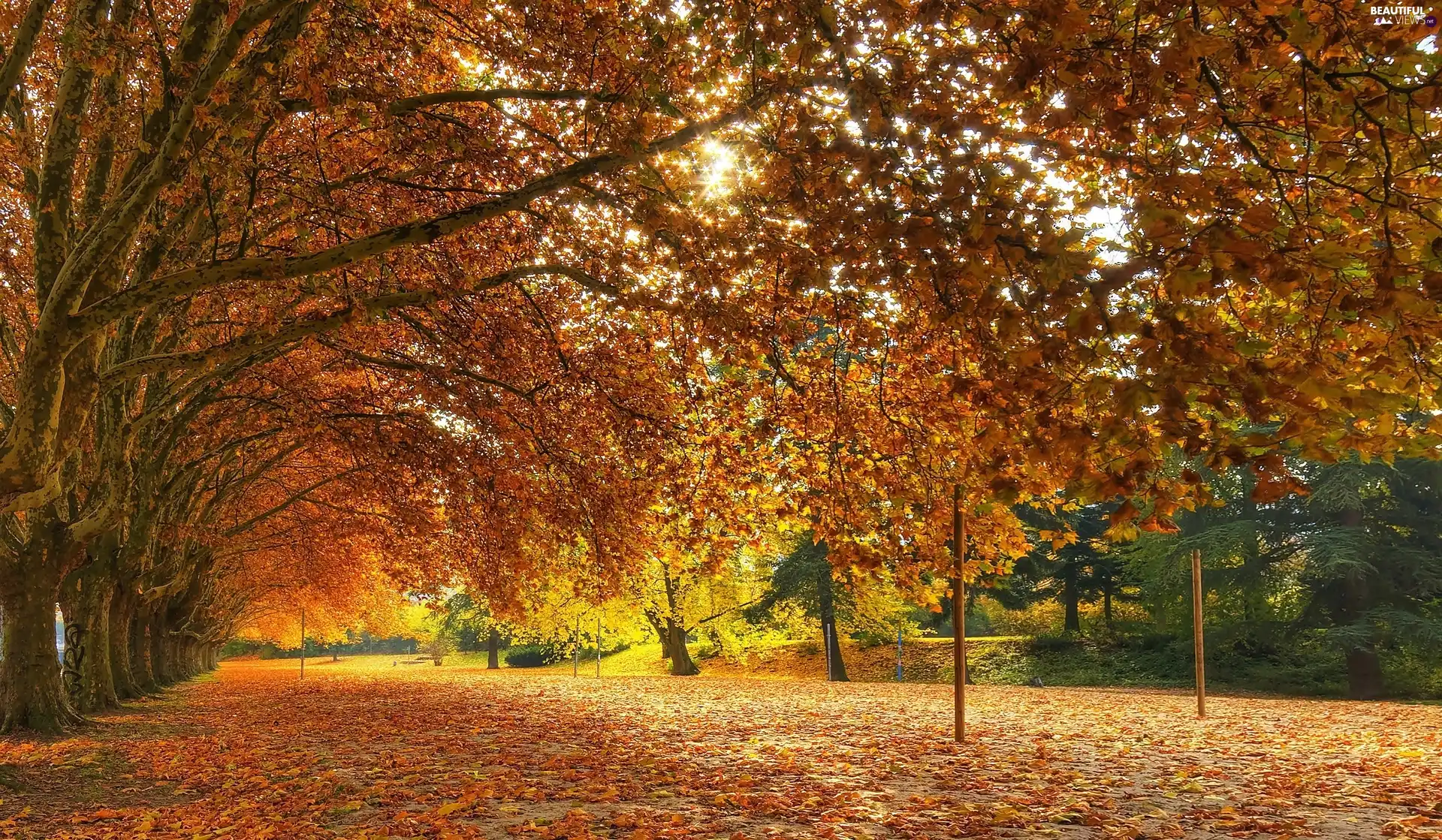 trees, viewes, autumn, Leaf, Park
